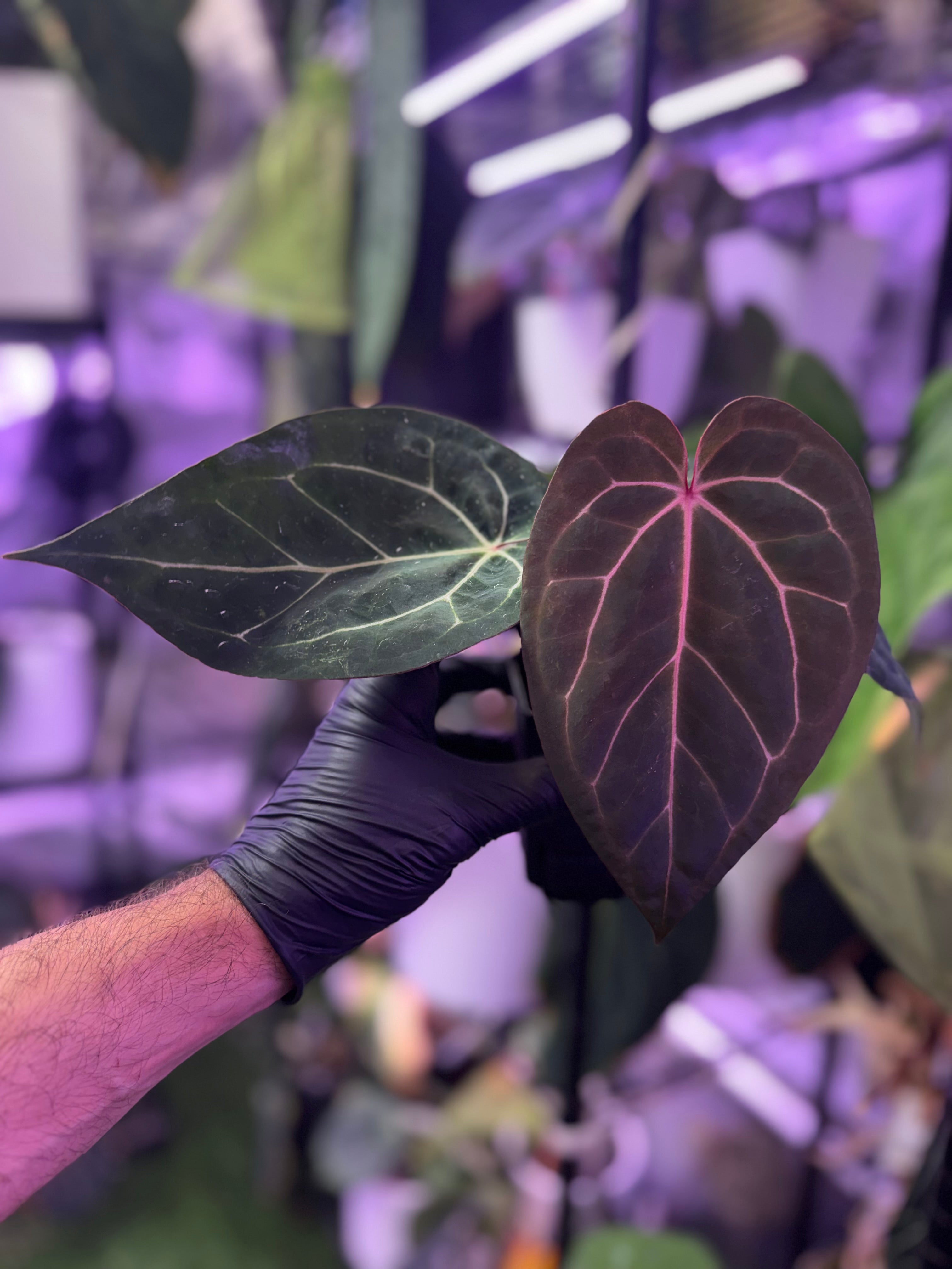 Anthurium (carlablackiae District x (Black Widow x Michelle) Buz2) x Tim Anderson Stripey