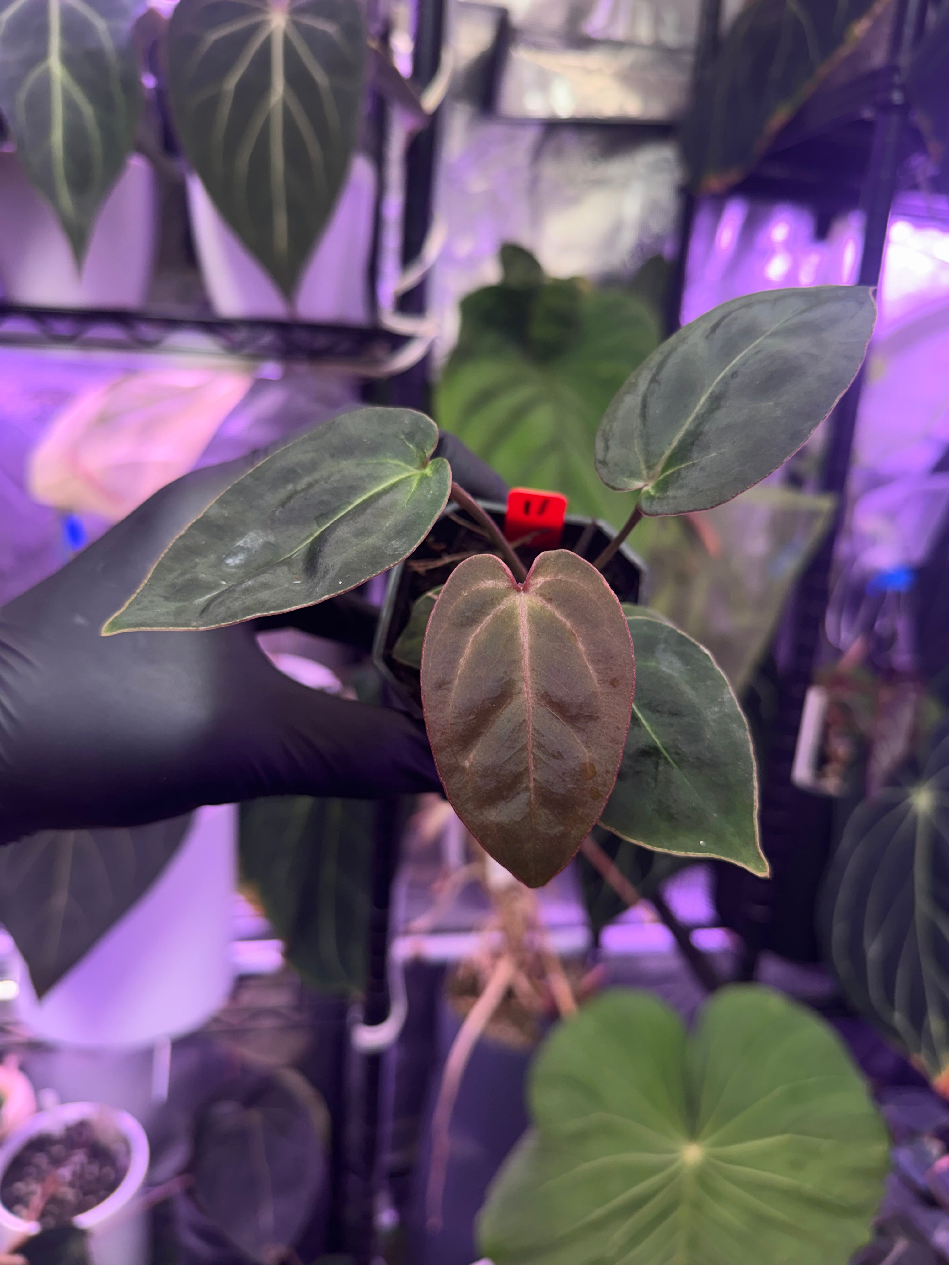 Anthurium (King of Spades x BVEP) x “Black Widow x Michelle”