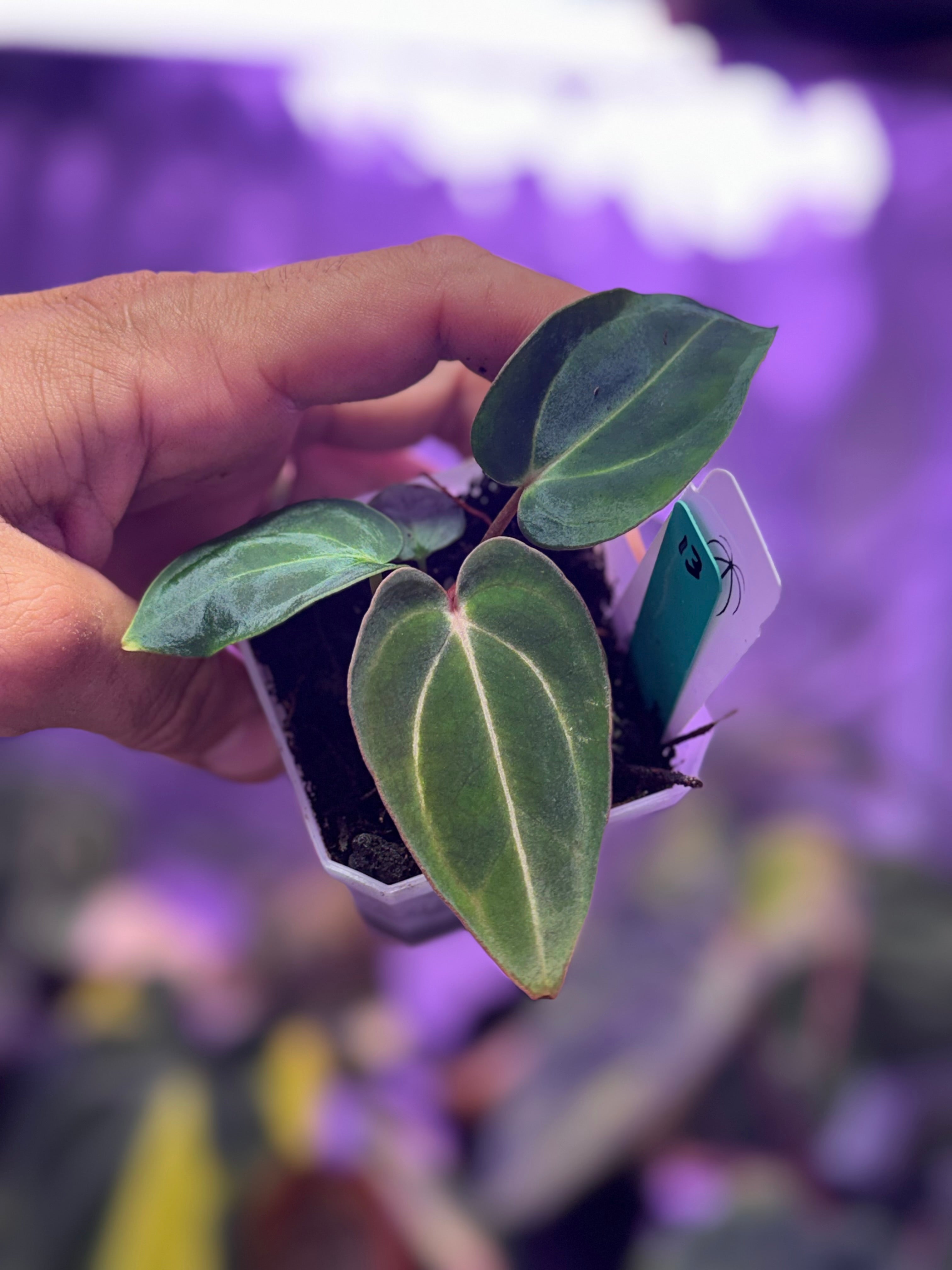 Anthurium carlablackie 'RA4 × PM1' × 'Buz 1 × RA8'