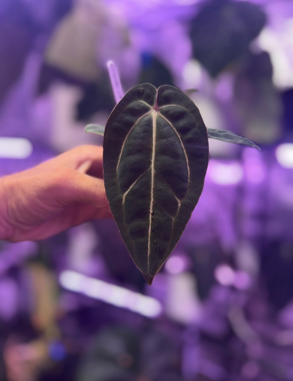 Anthurium (dressleri x carlablackiae) x Black Widow x Michelle) x PapX