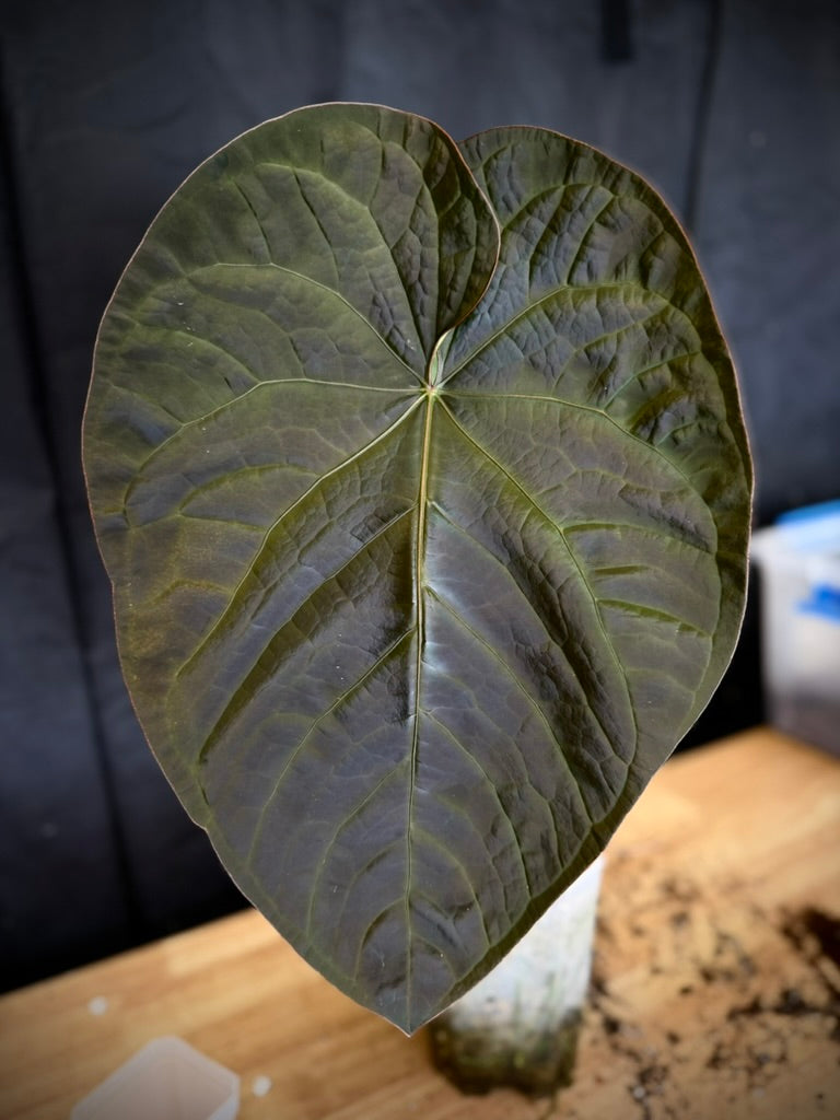 Anthurium (Red crystal x debile) x carlabalckiae RA8 B