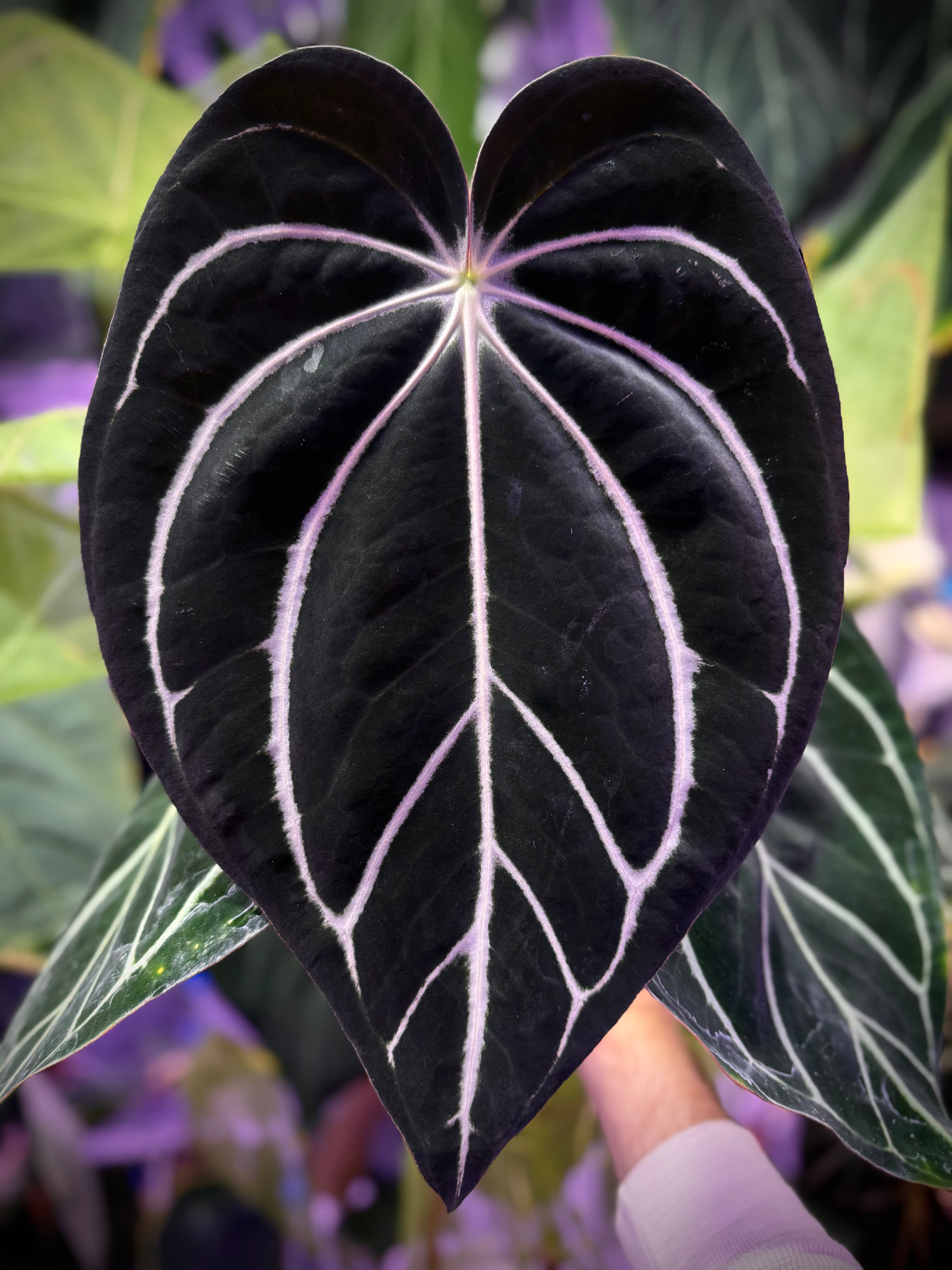 Anthurium carlablackiae “GPH001 x self” X “RA5x10” AB