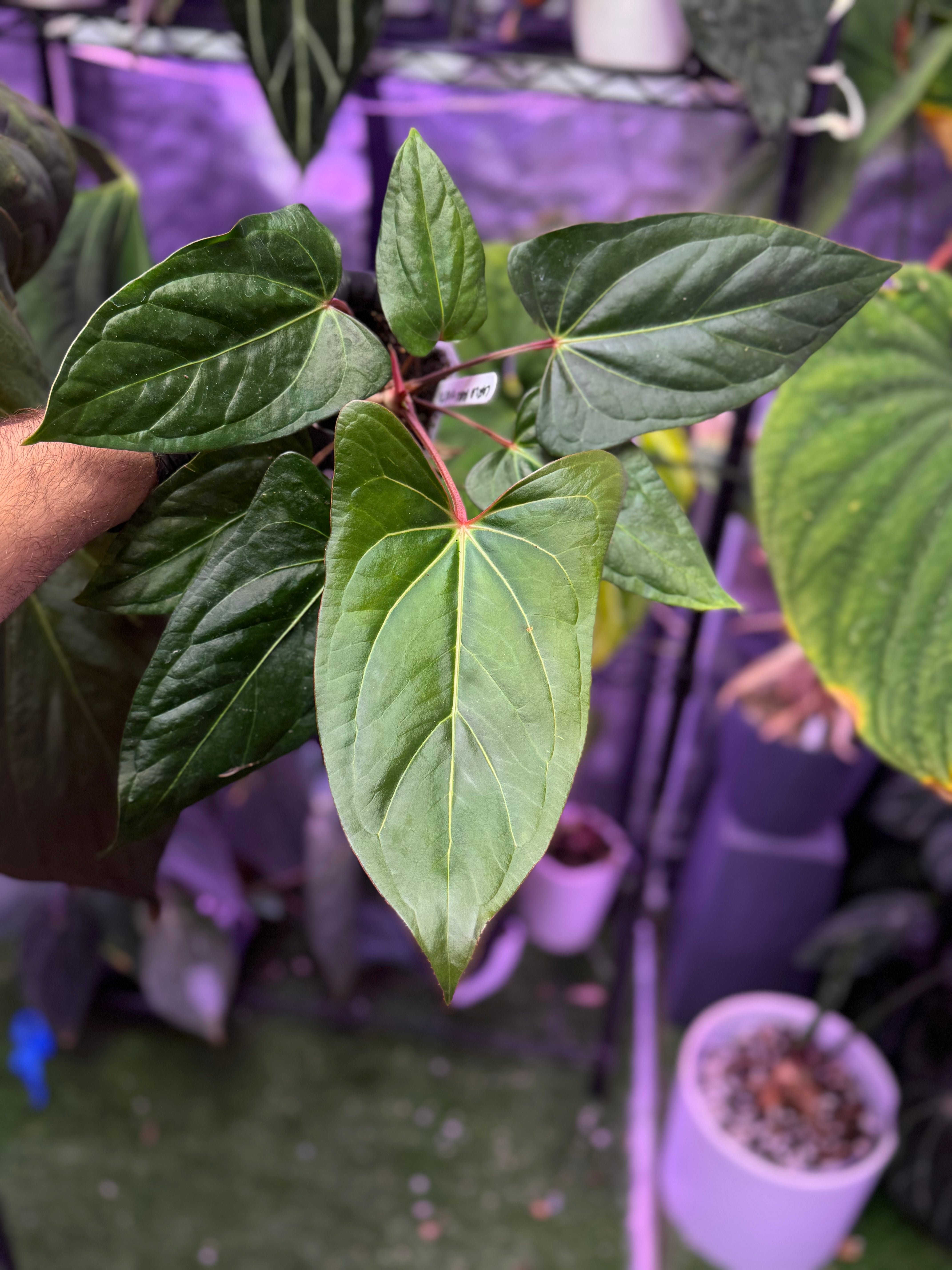 Anthurium carlablackiae RA15 x ustuopoense