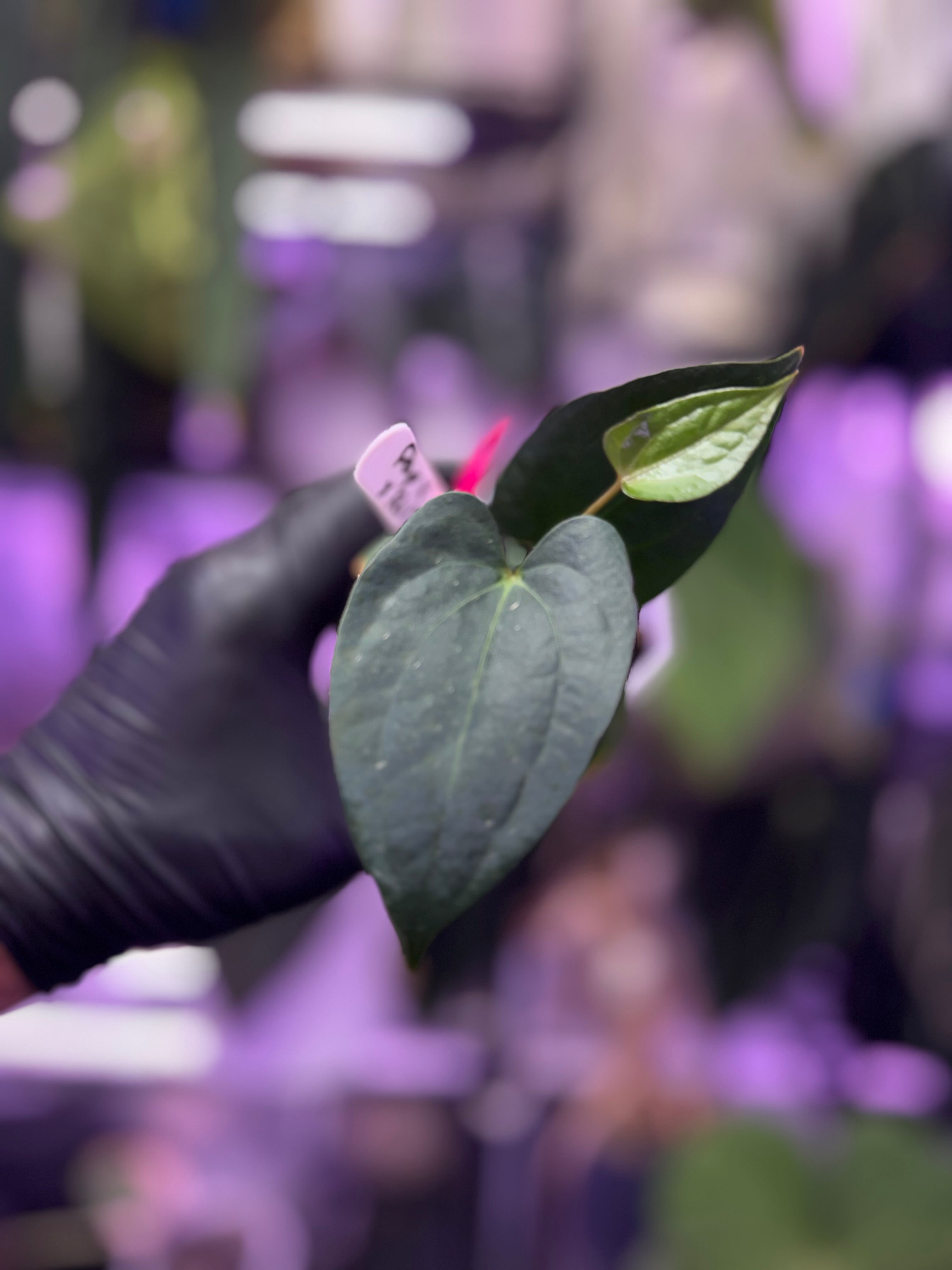 Anthurium PapX x RVDP