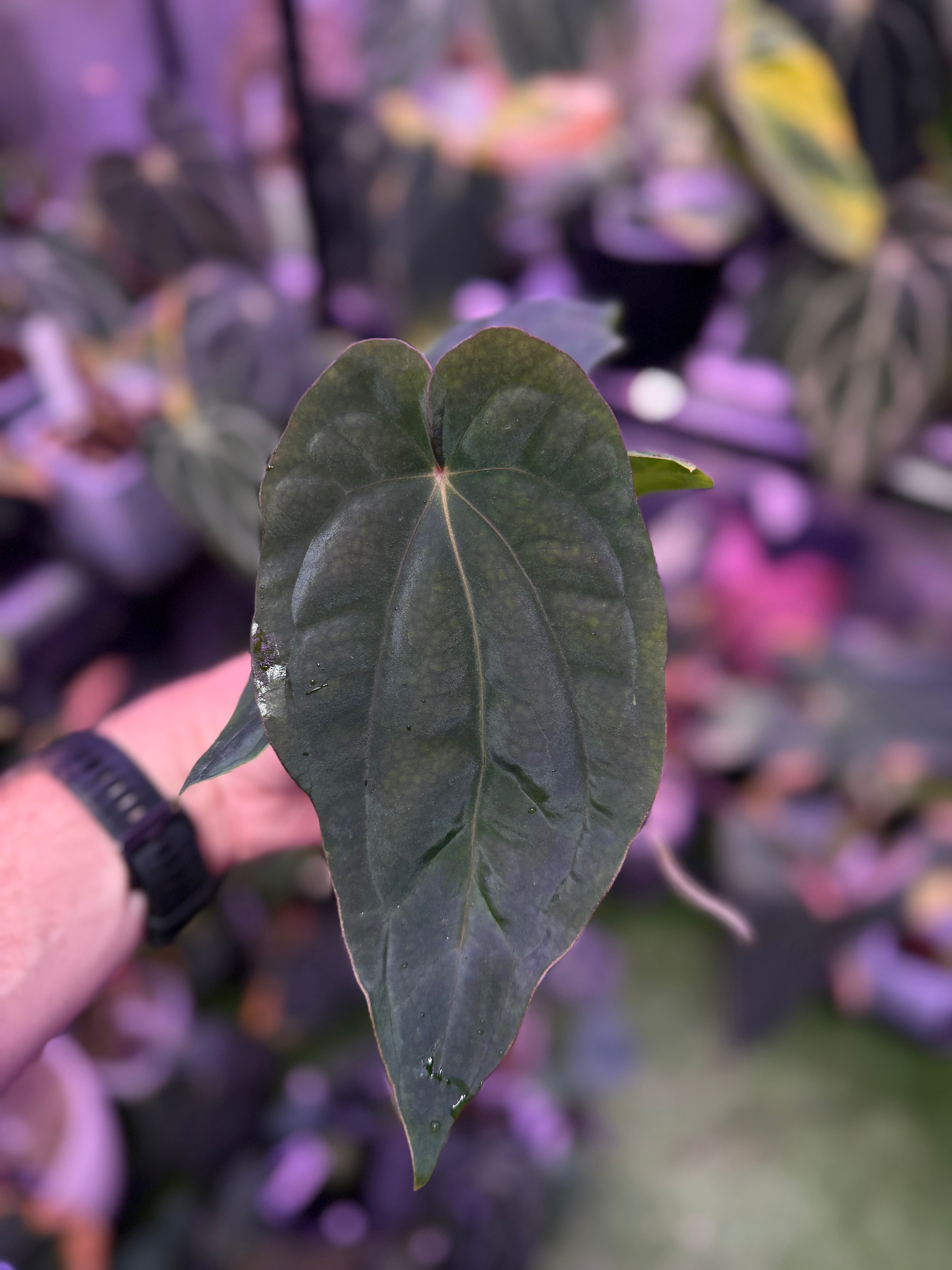 Anthurium dressleri ‘Windy’ x BVEP/antolakii ‘Round x Felix’ E