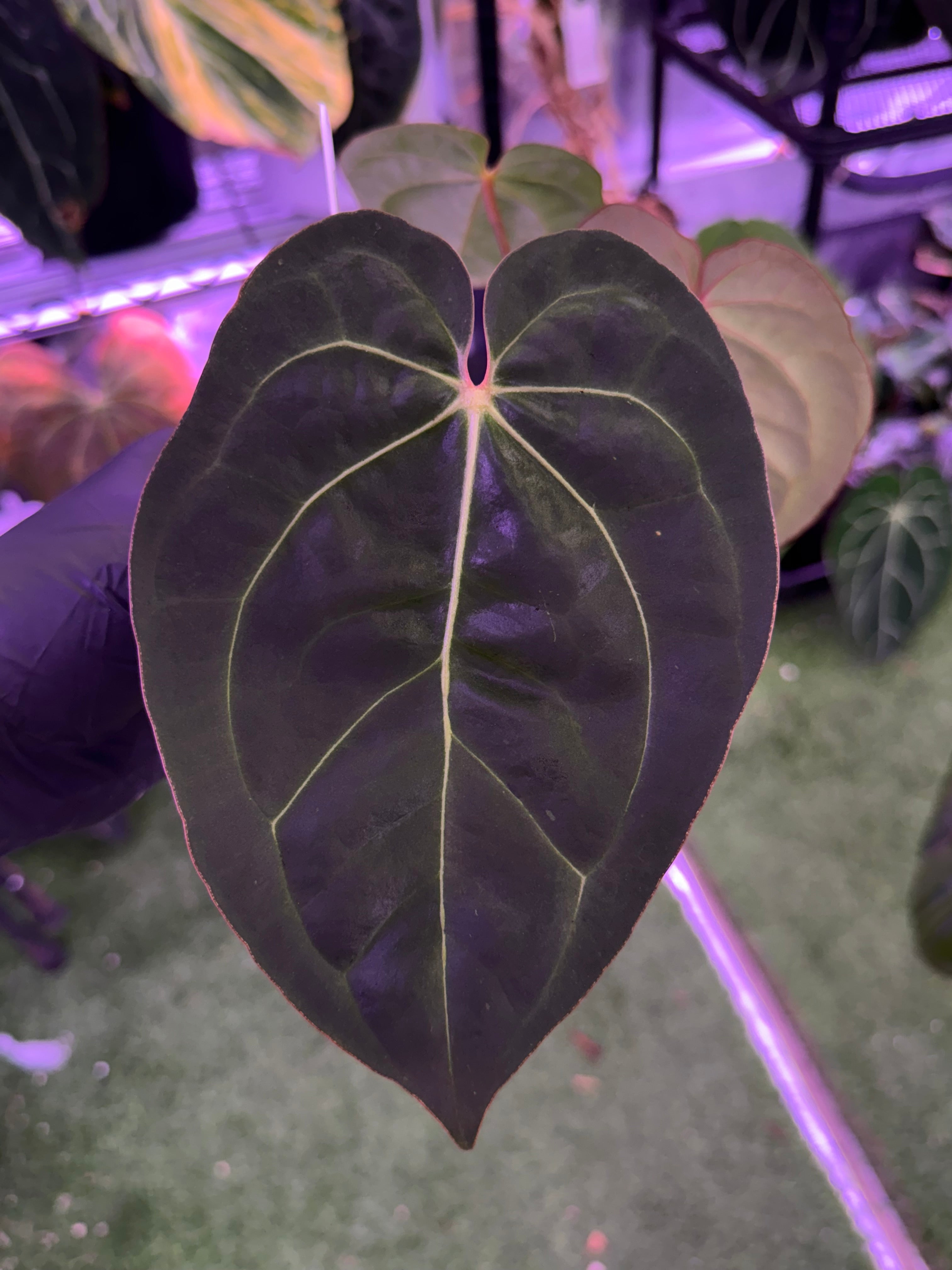Anthurium Black Cherry x carlablackiae RA8