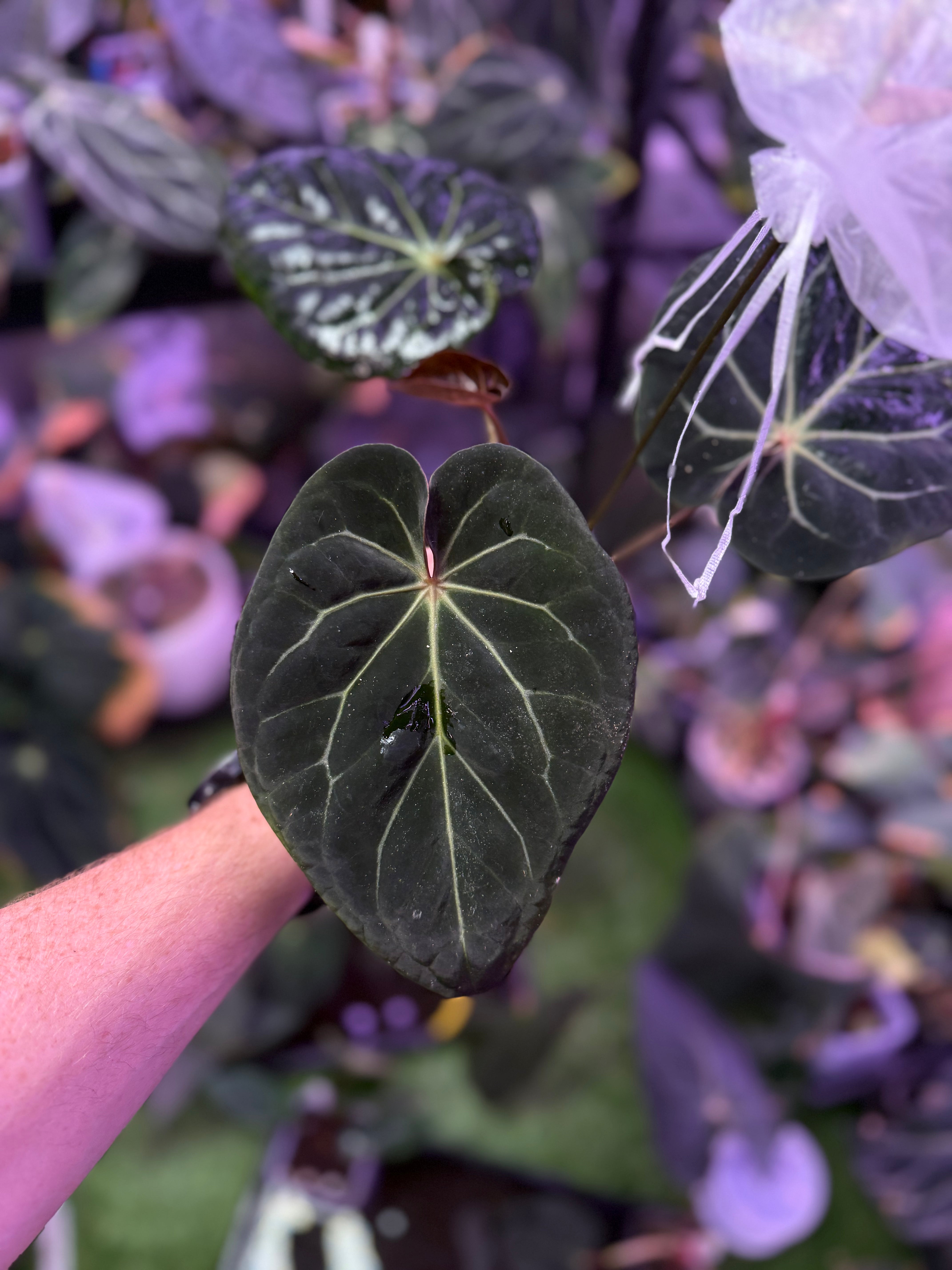 Anthurium Black Widow x Michelle X (dorayaki x BVEP) mature flowering