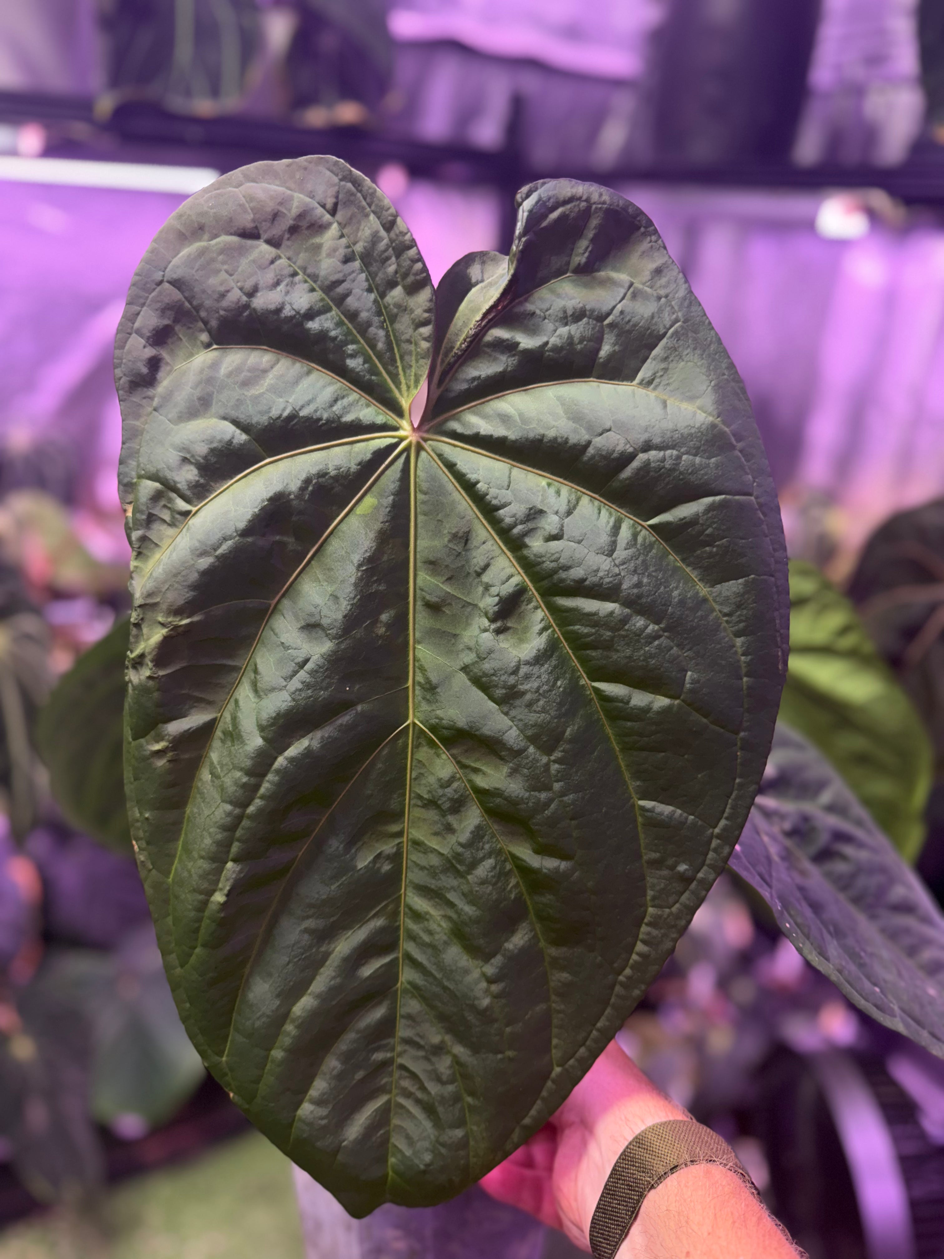 Big Flowering Anthurium Circus Peanuts x Black Widow x Michelle