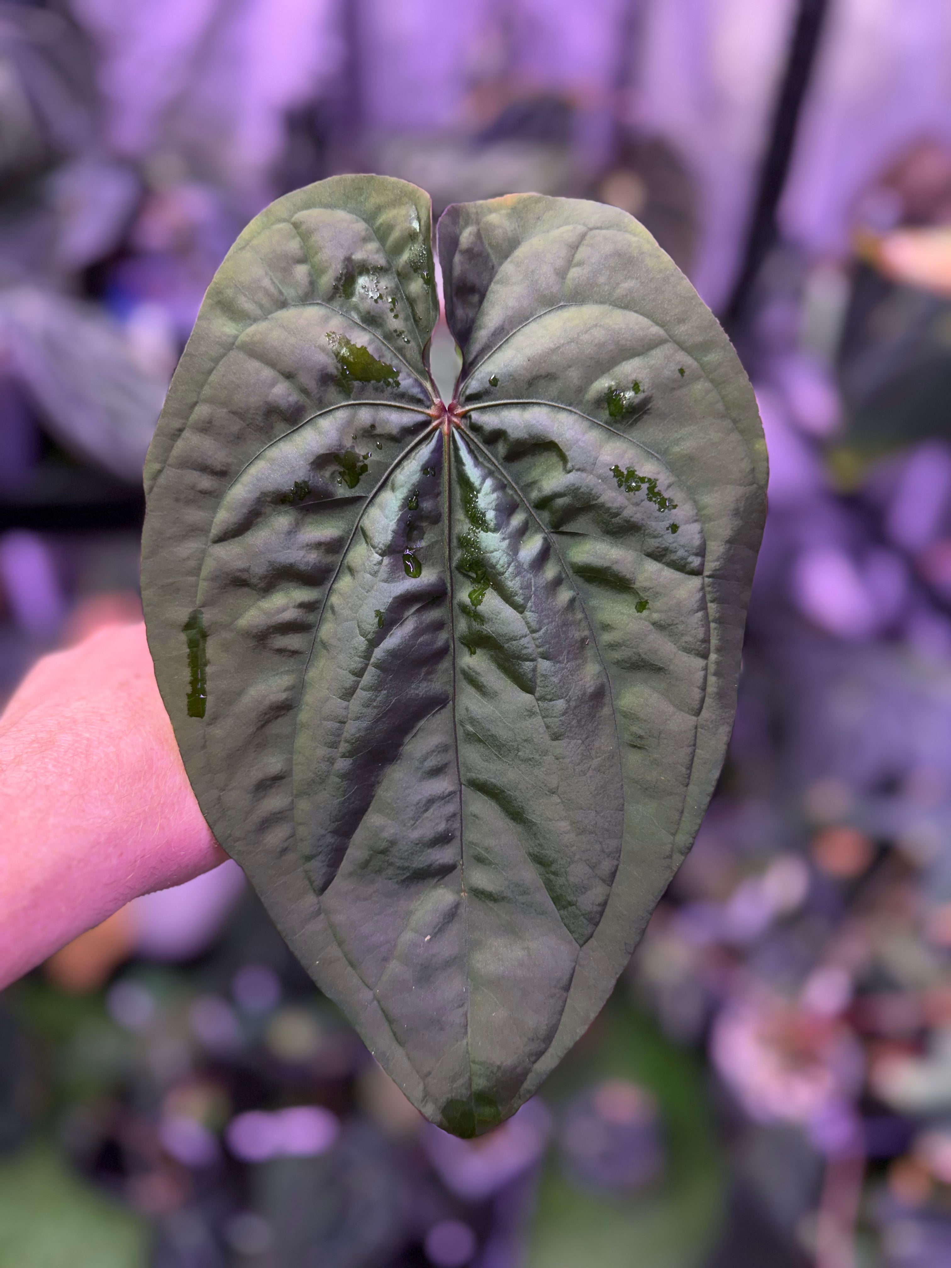 Anthurium Circus Peanuts Clone