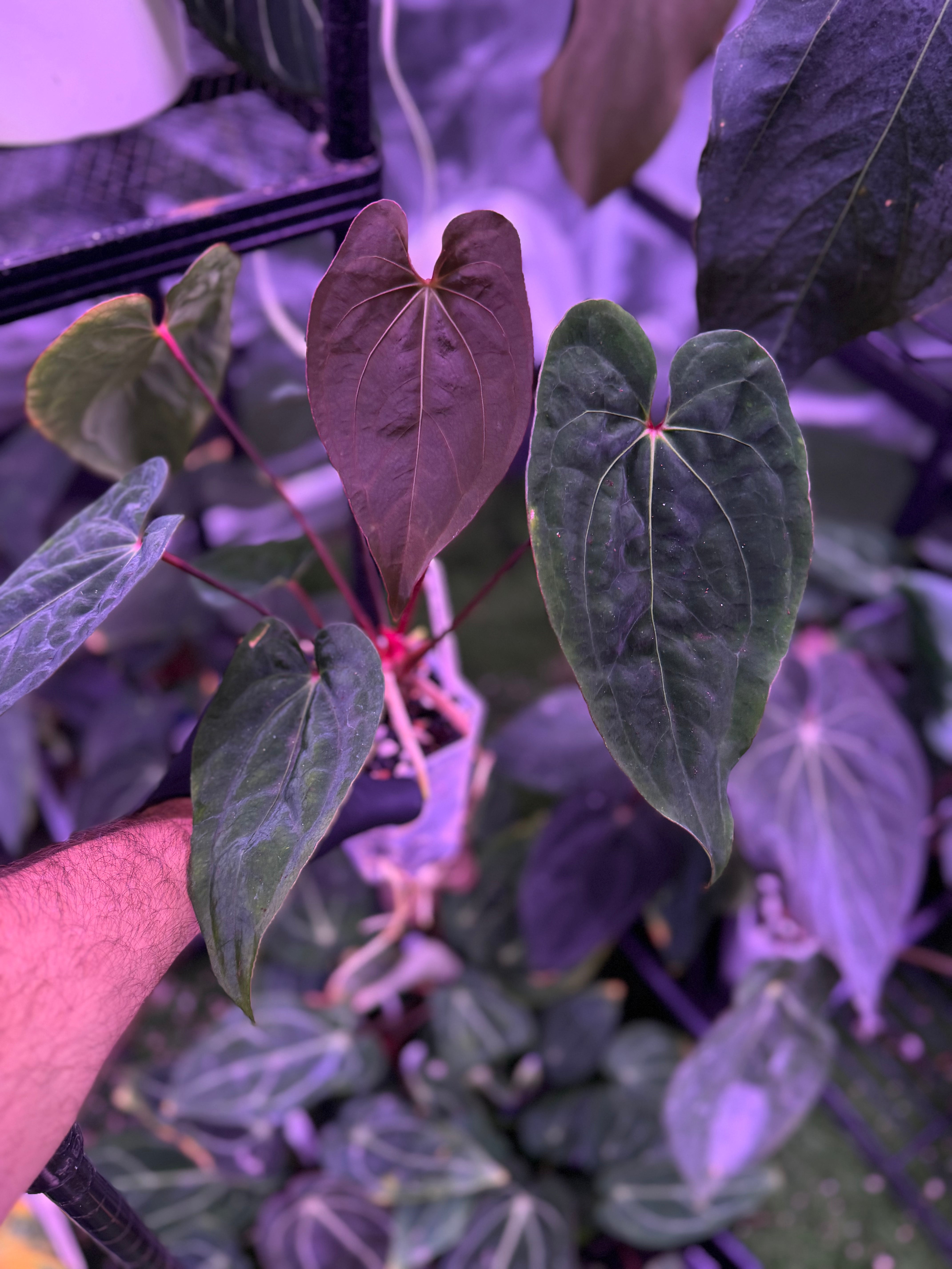 Anthurium (dressleri x carlablackiae clone B) X RVDP