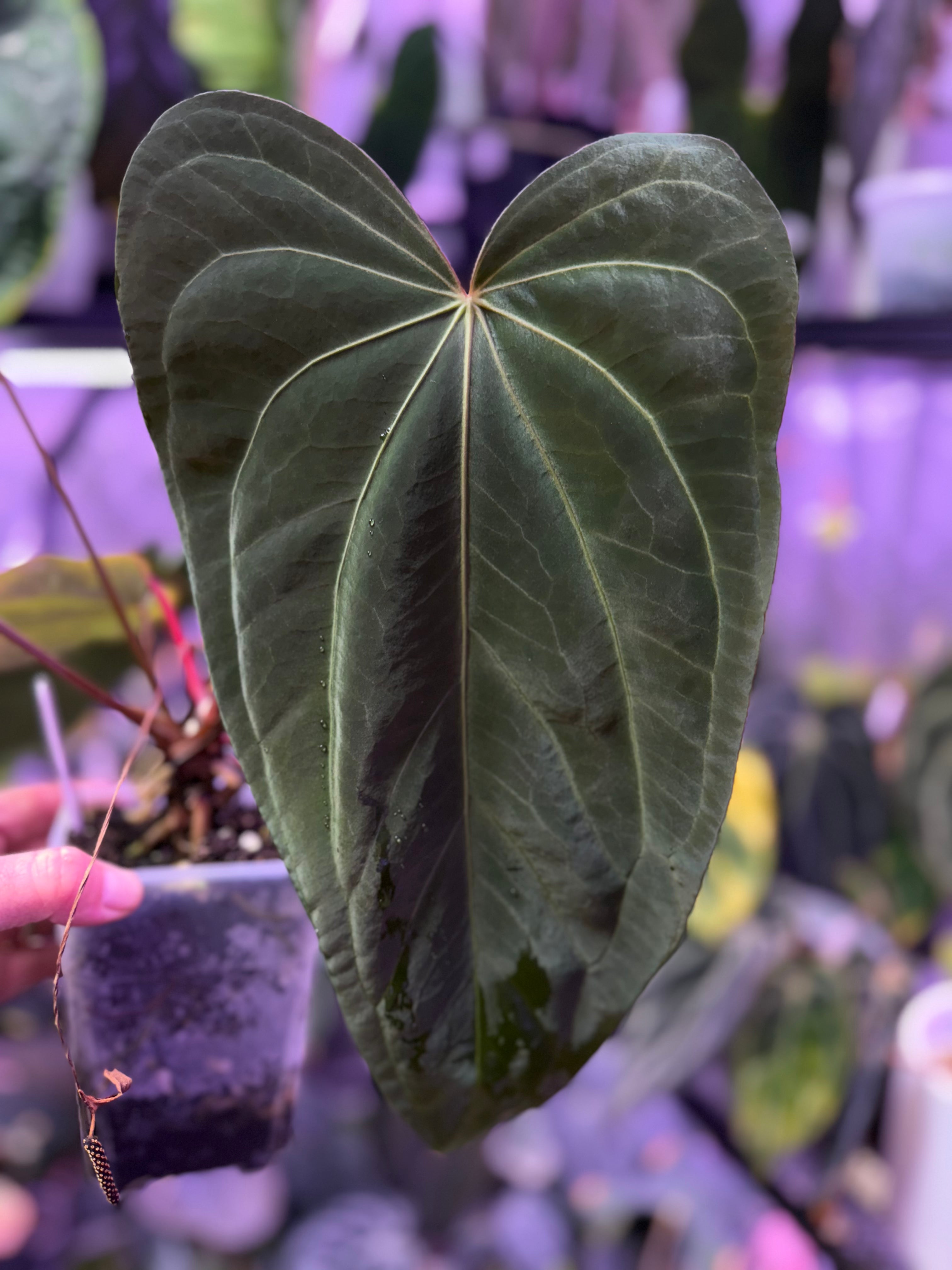 Anthurium sp. Nov. DF x sp. Nov. Darien flowering