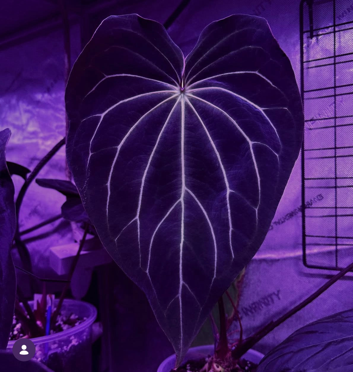 Anthurium carlablackiae x ‘Black Widow x Michelle' F1