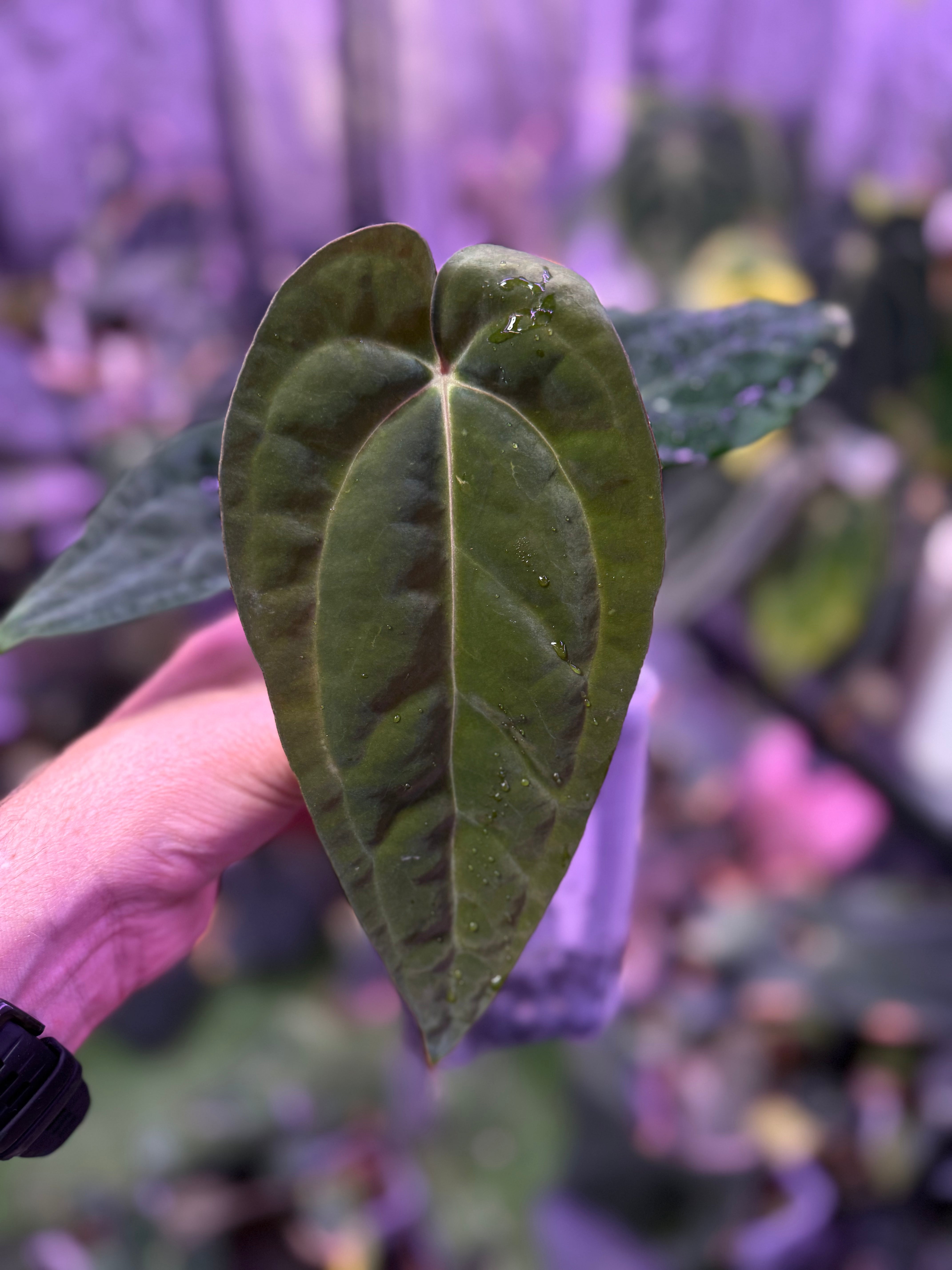 Anthurium papillilaminum RA6 x carlablackiae RA6x5 III