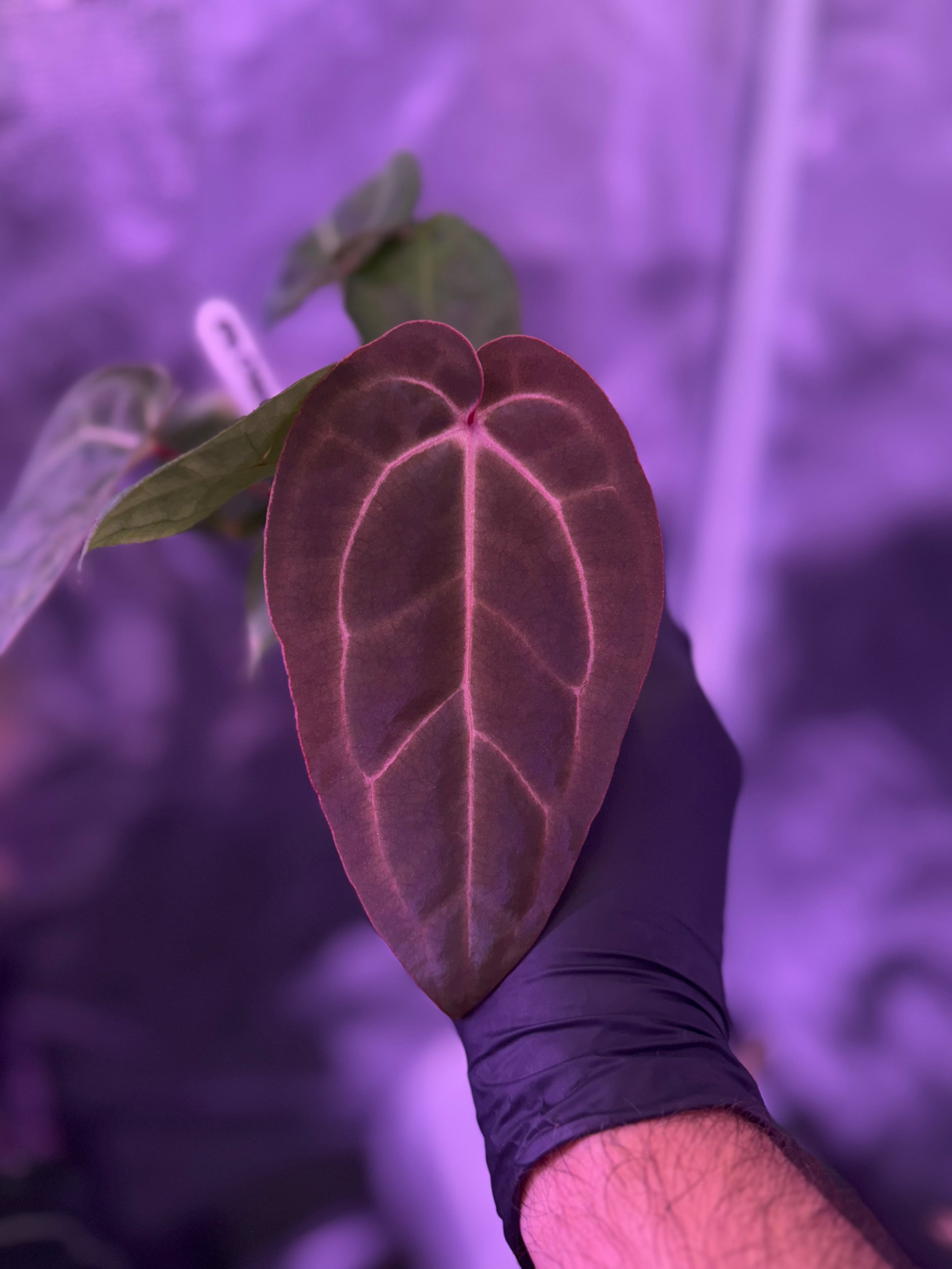 Anthurium Michelle x (carlablackiae X sp. nov. df)