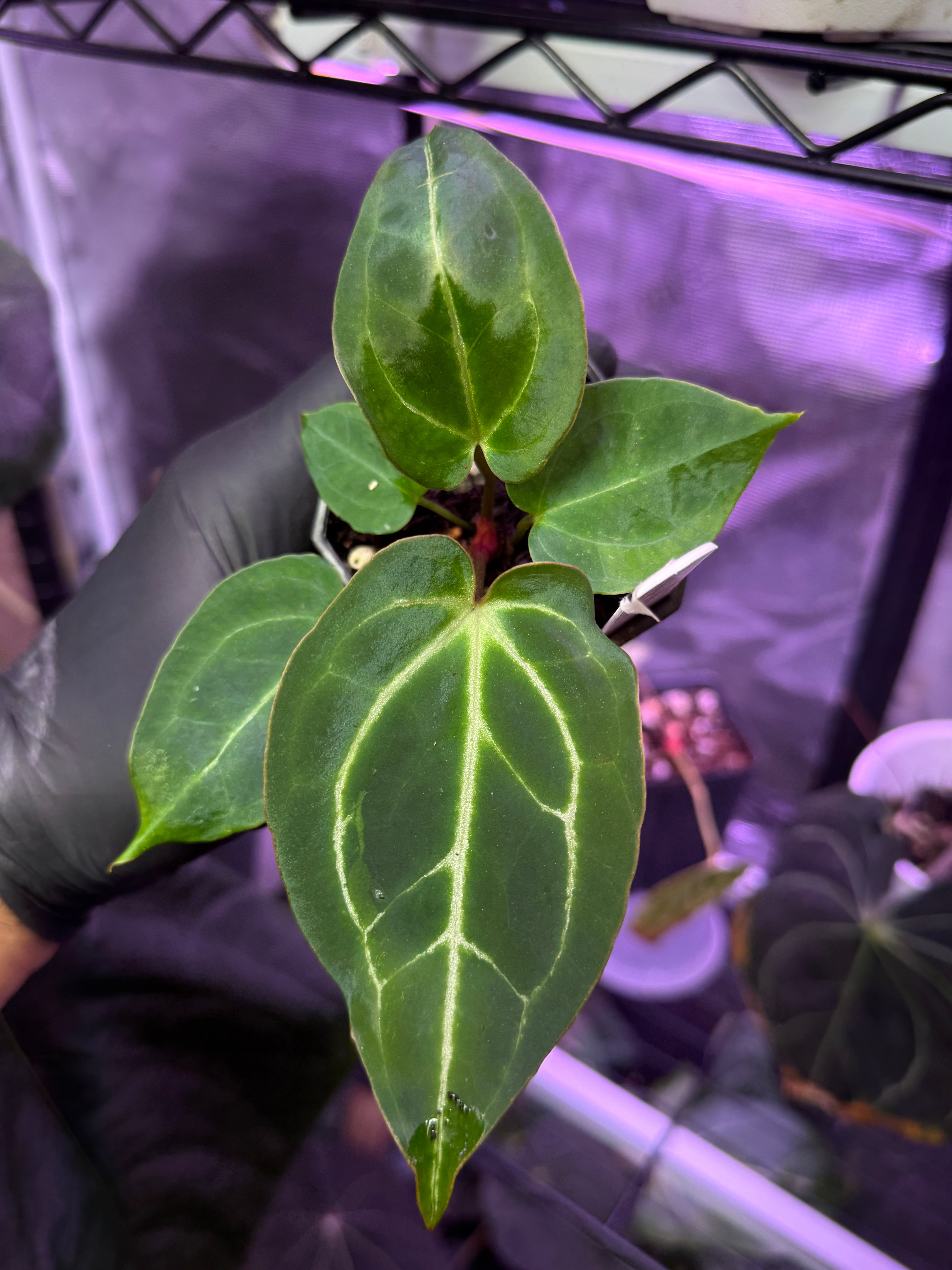 Anthurium (BVEP x Black Widow Michelle) x Black Widow Michelle