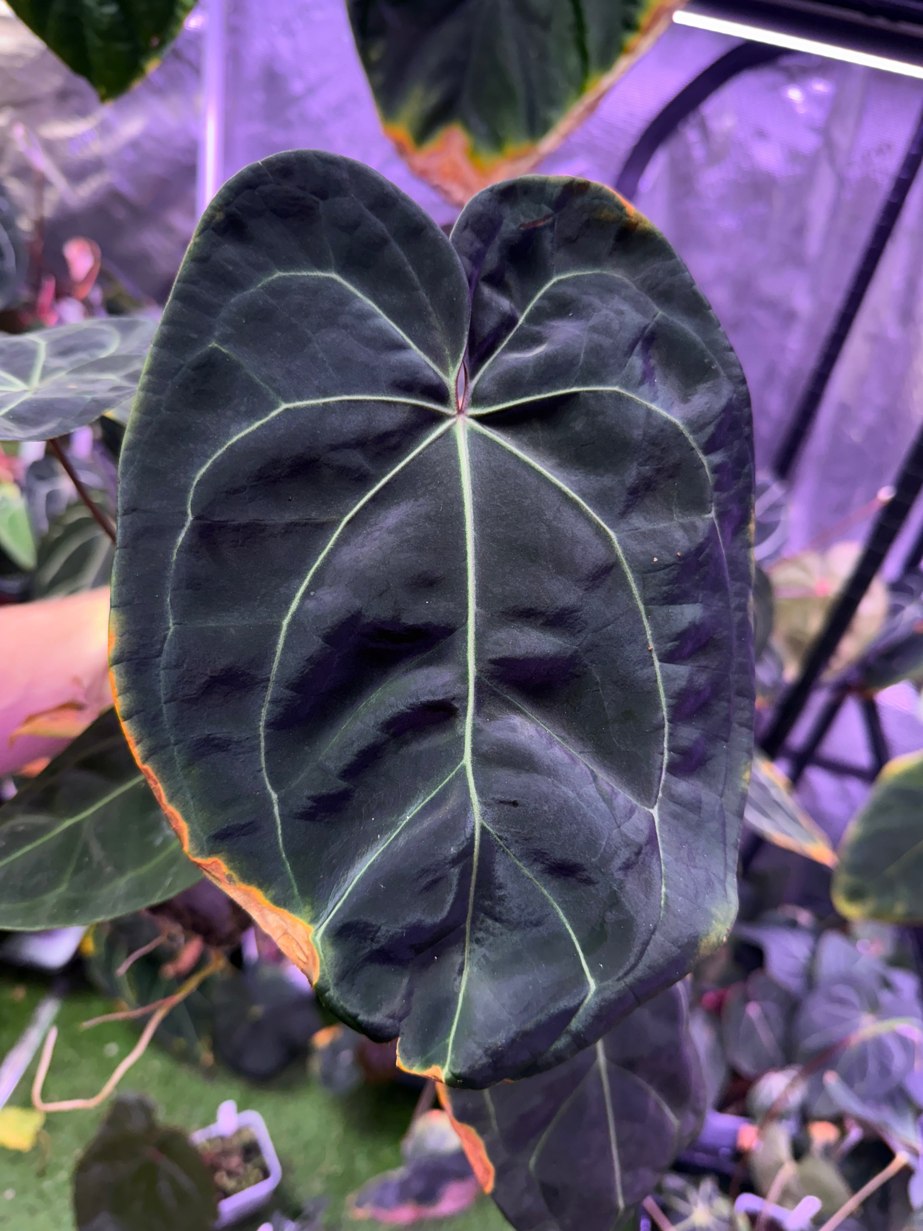 Anthurium lost tag