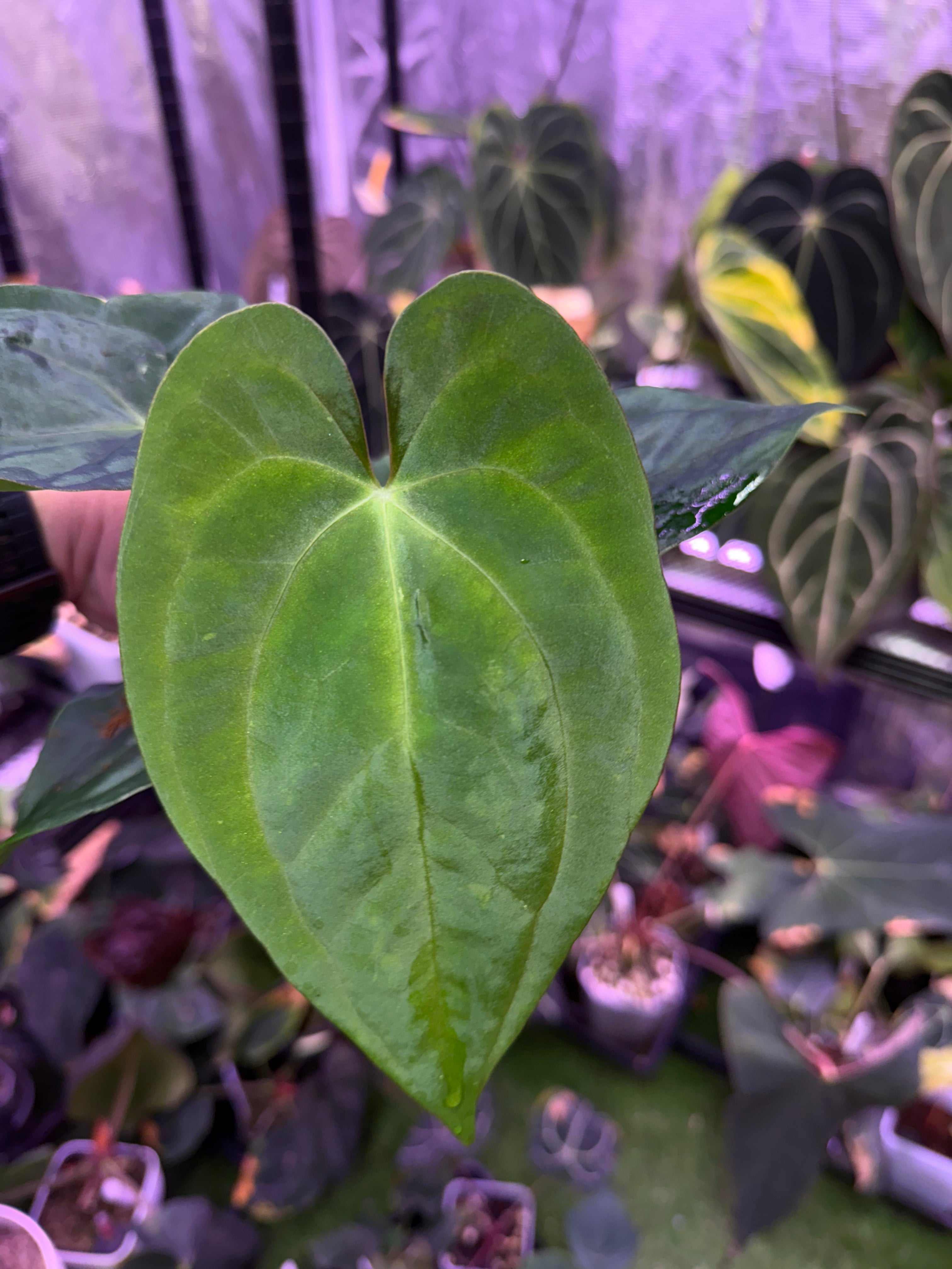 Anthurium papillilaminum RA6 x RVDP