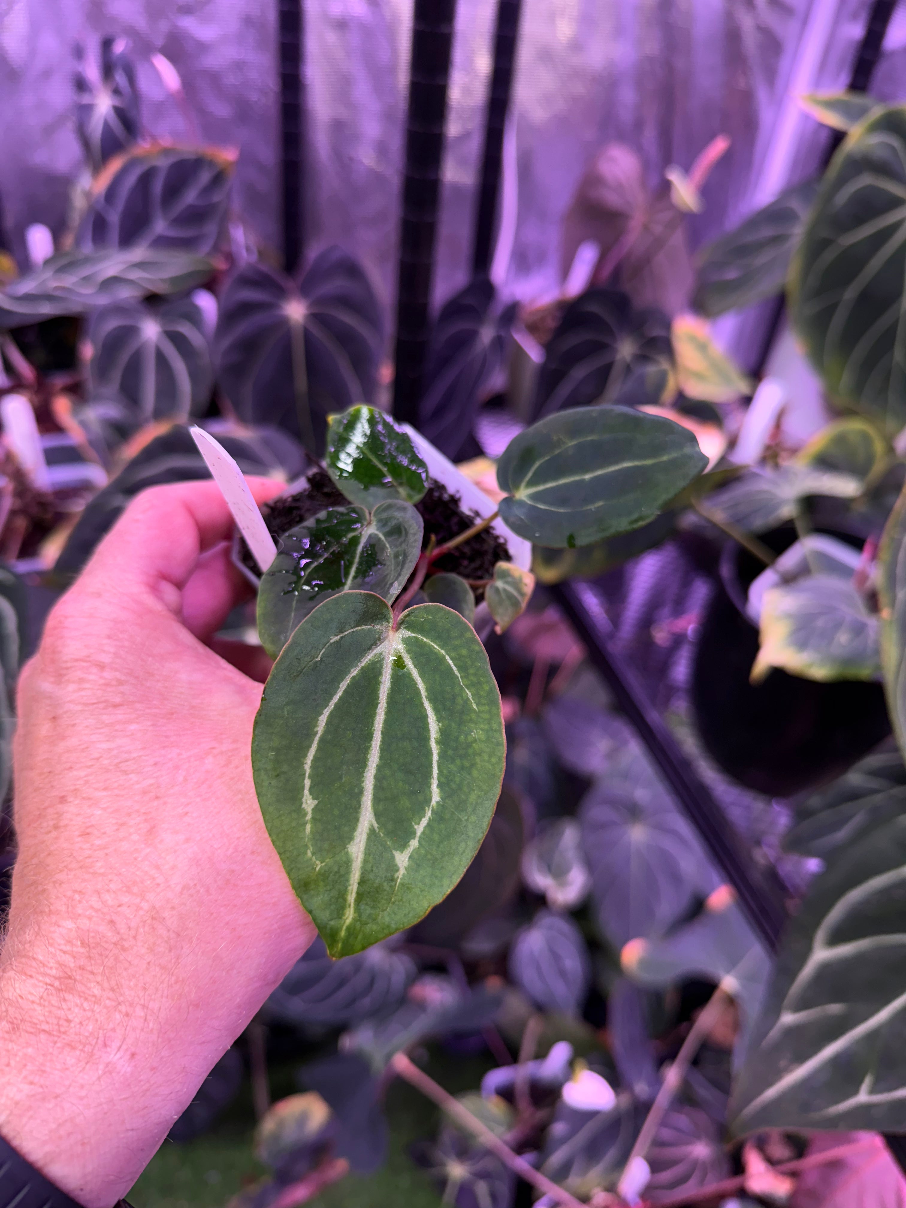 Anthurium Black Widow x Michelle x Self 3