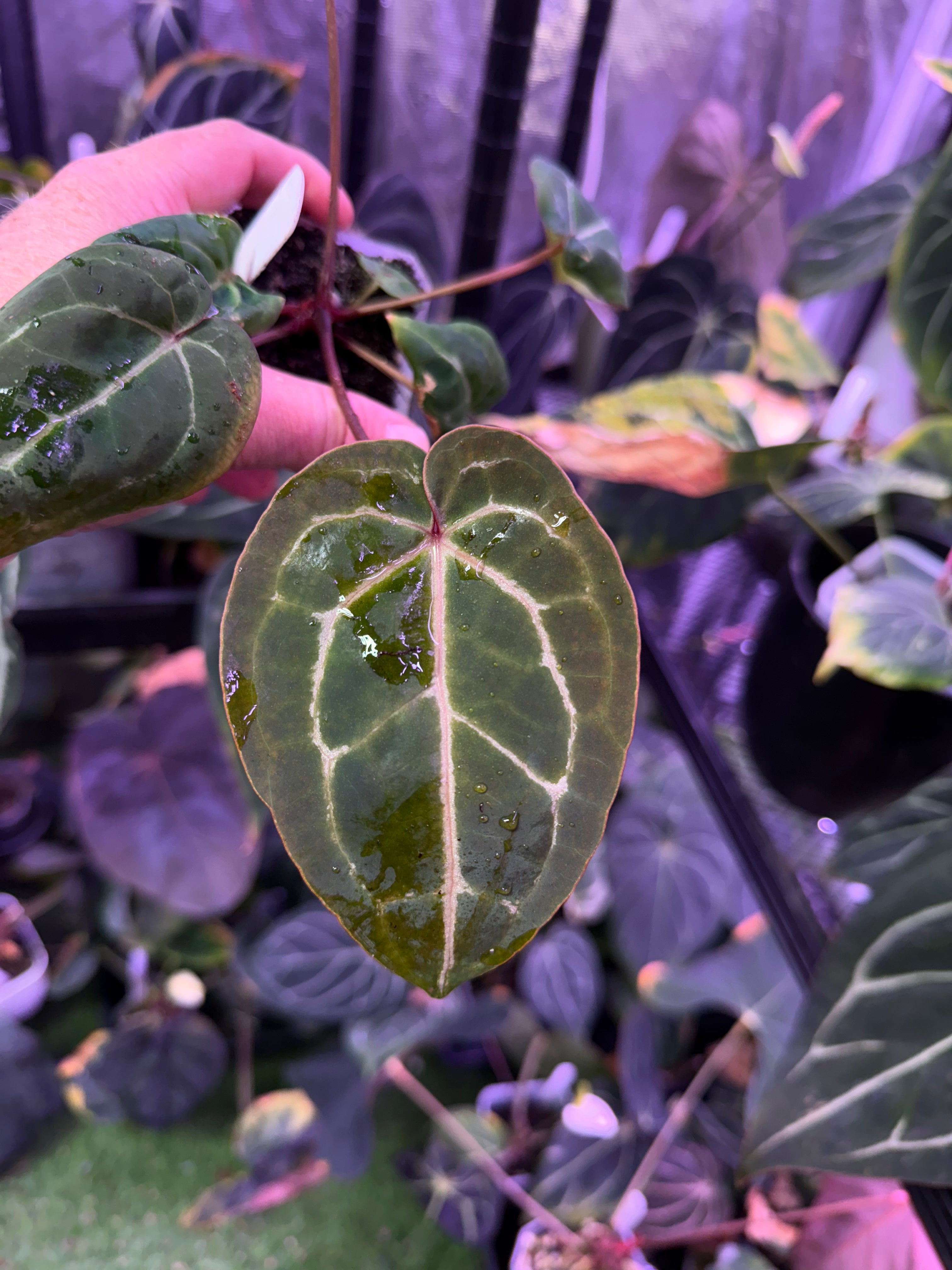 Anthurium Black Widow x Michelle x Self 2