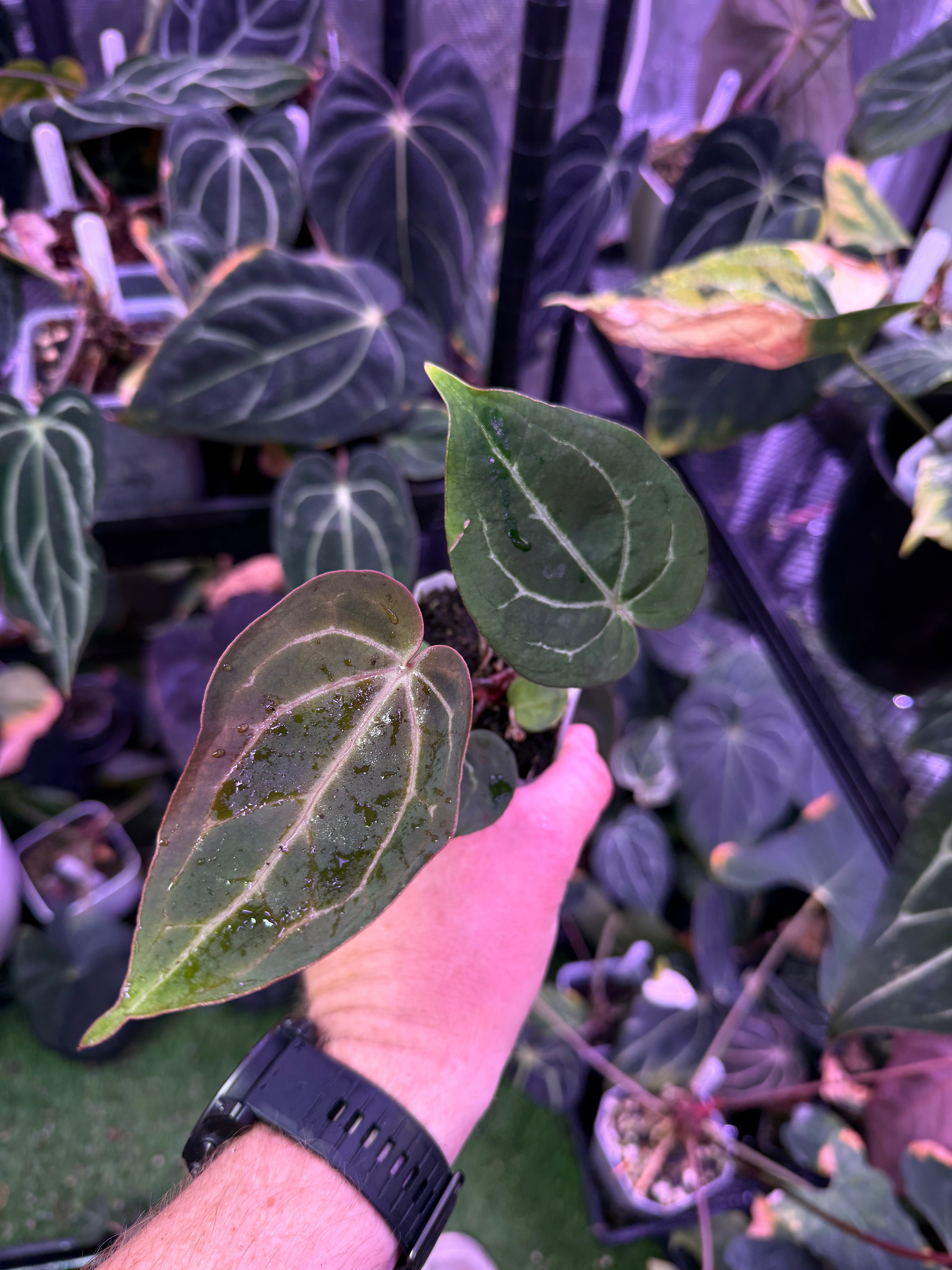 Anthurium Black Widow x Michelle x Self 1