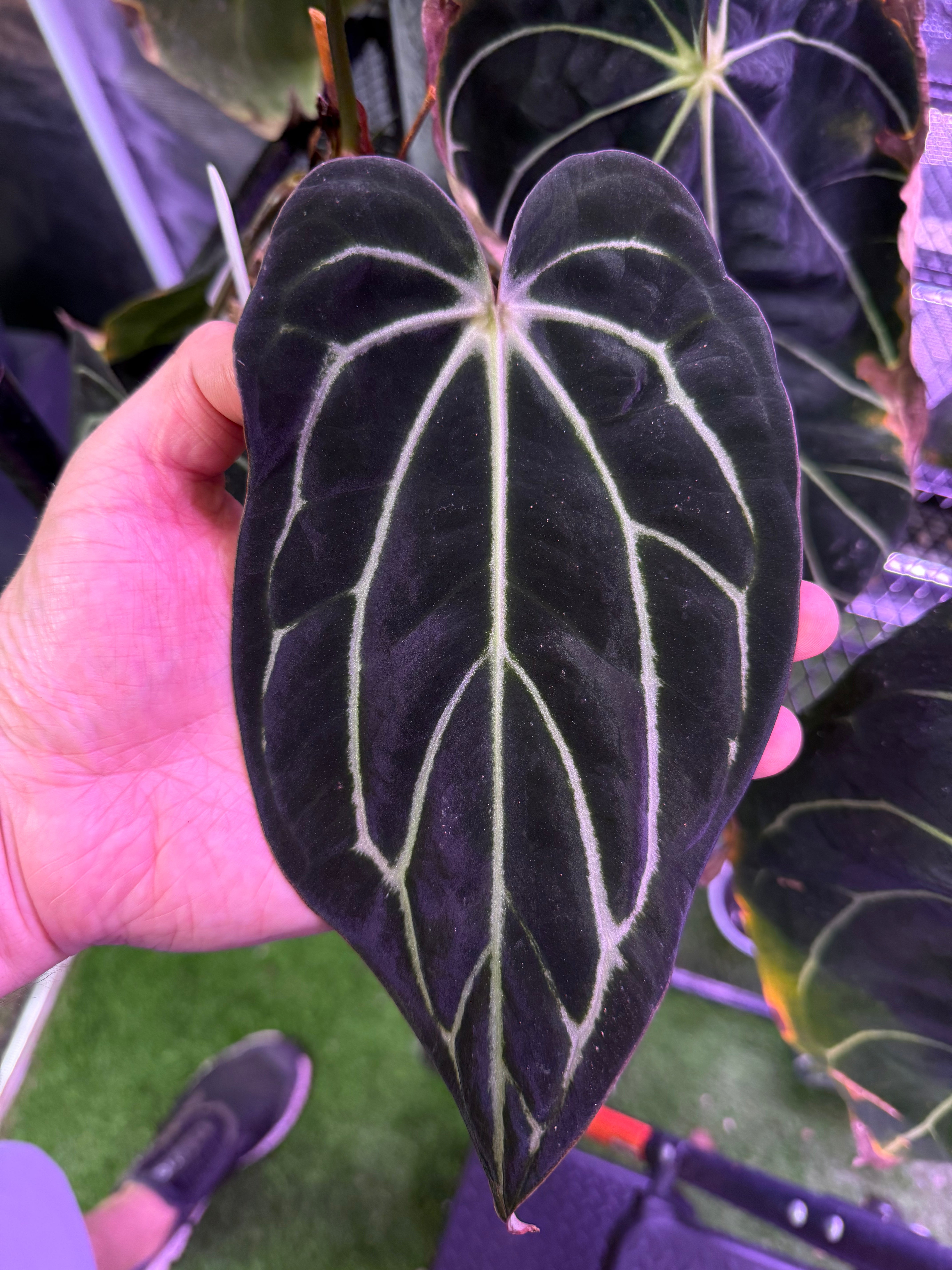 Anthurium carlablackiae “GPH001 x self” X “RA5x10” A