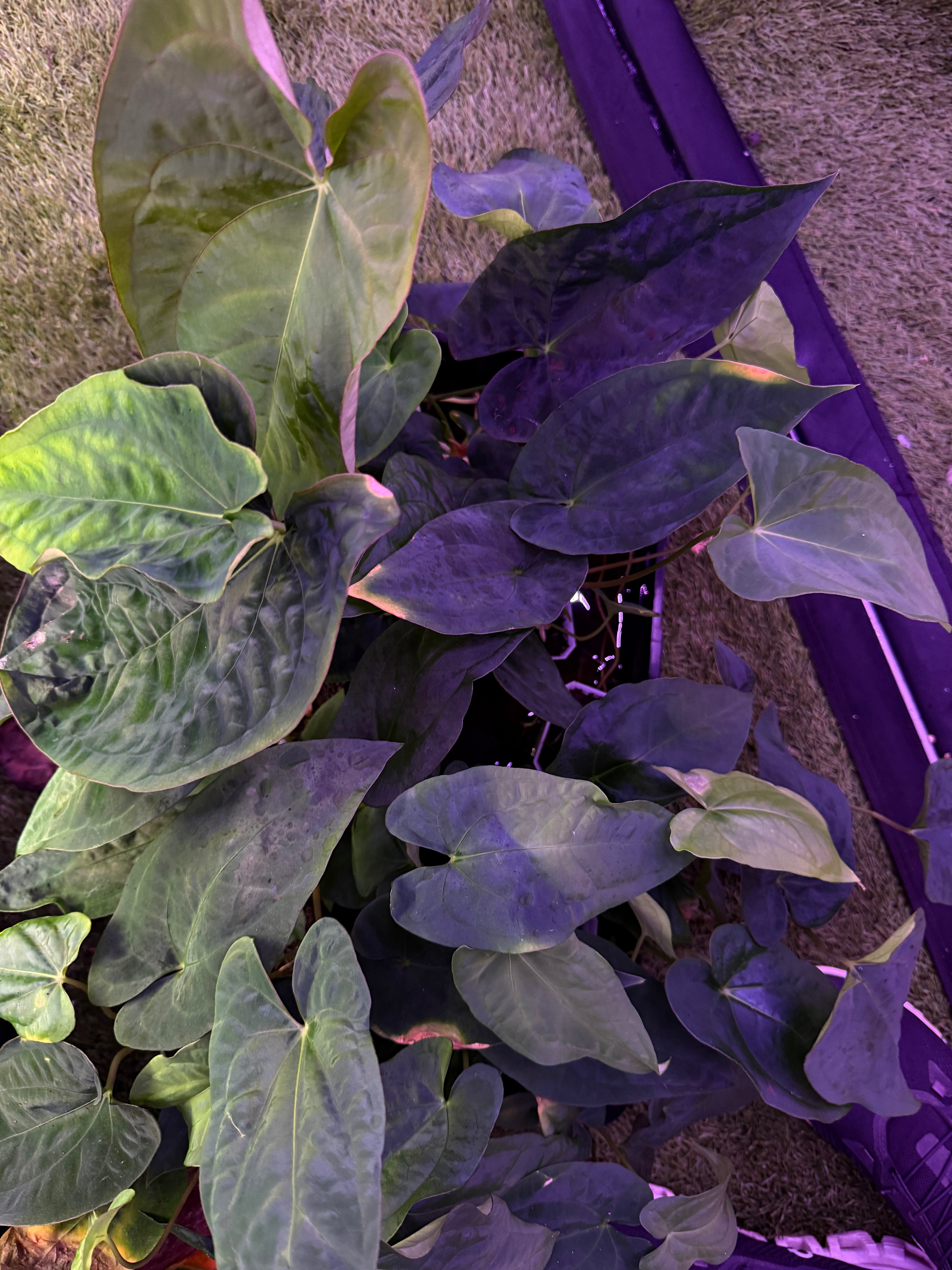 Lost tag growers choice