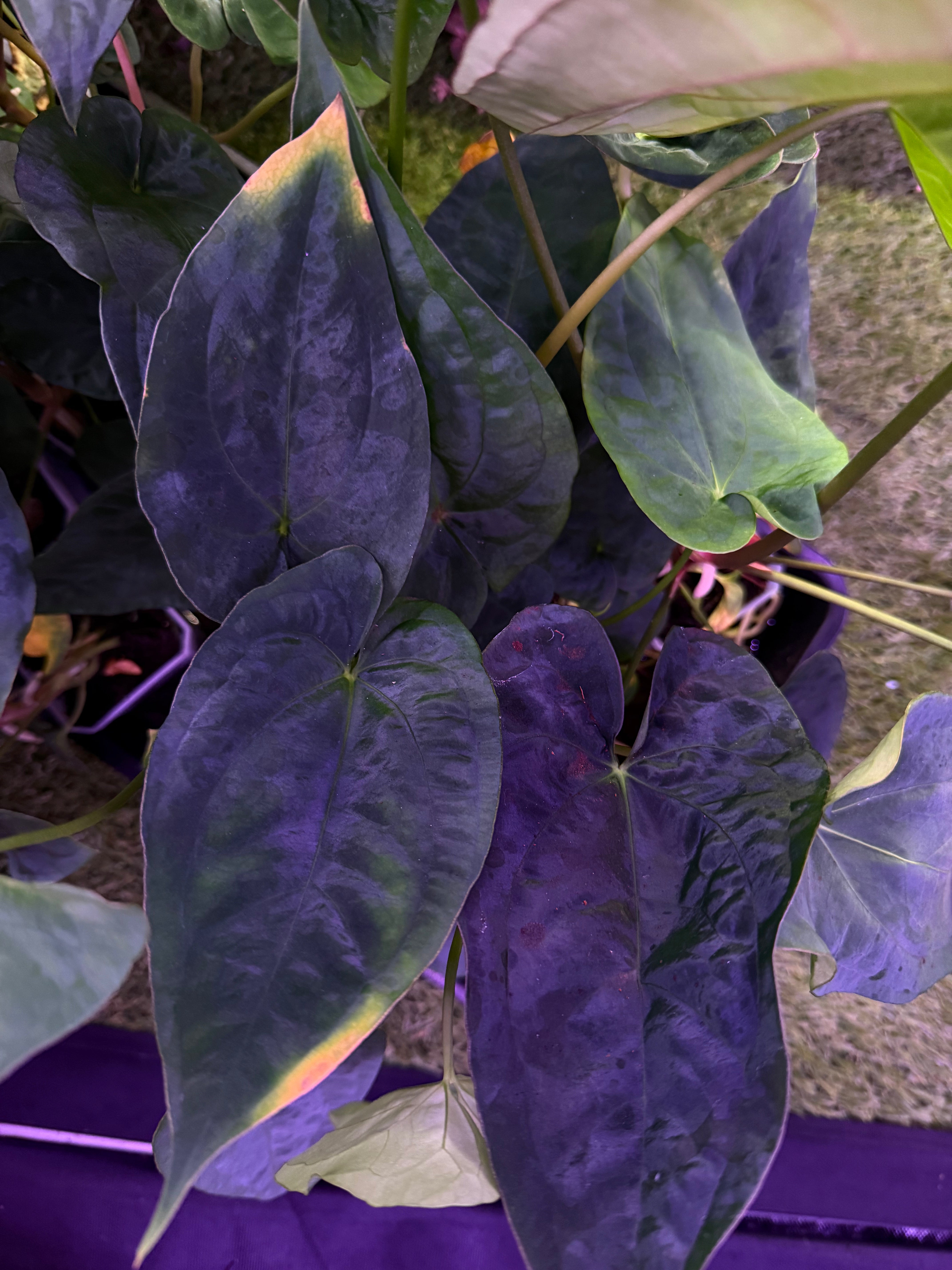 Lost tag growers choice