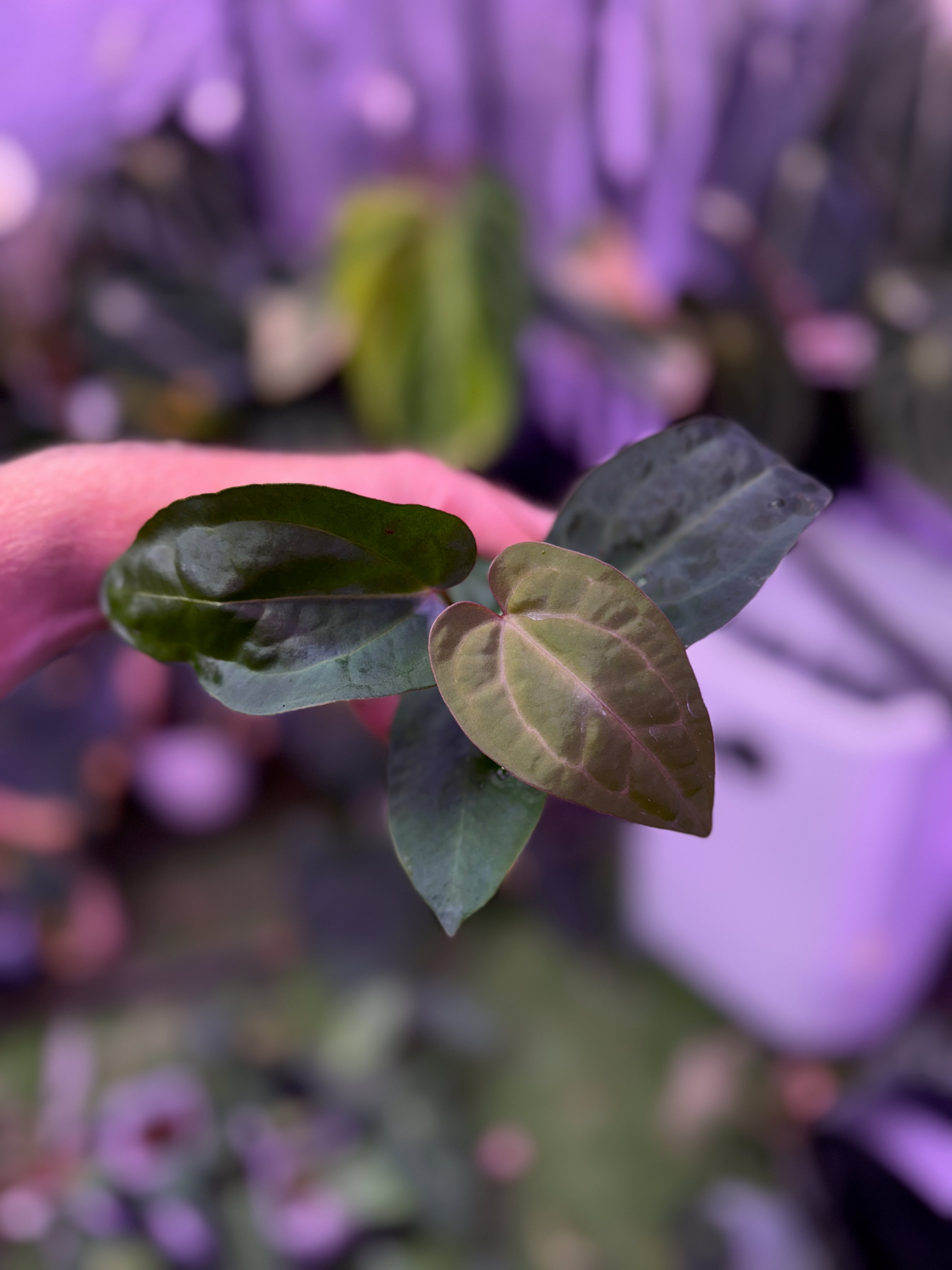 Anthuirum "Michelle" X (carlablackiae x sp. nov. DF)