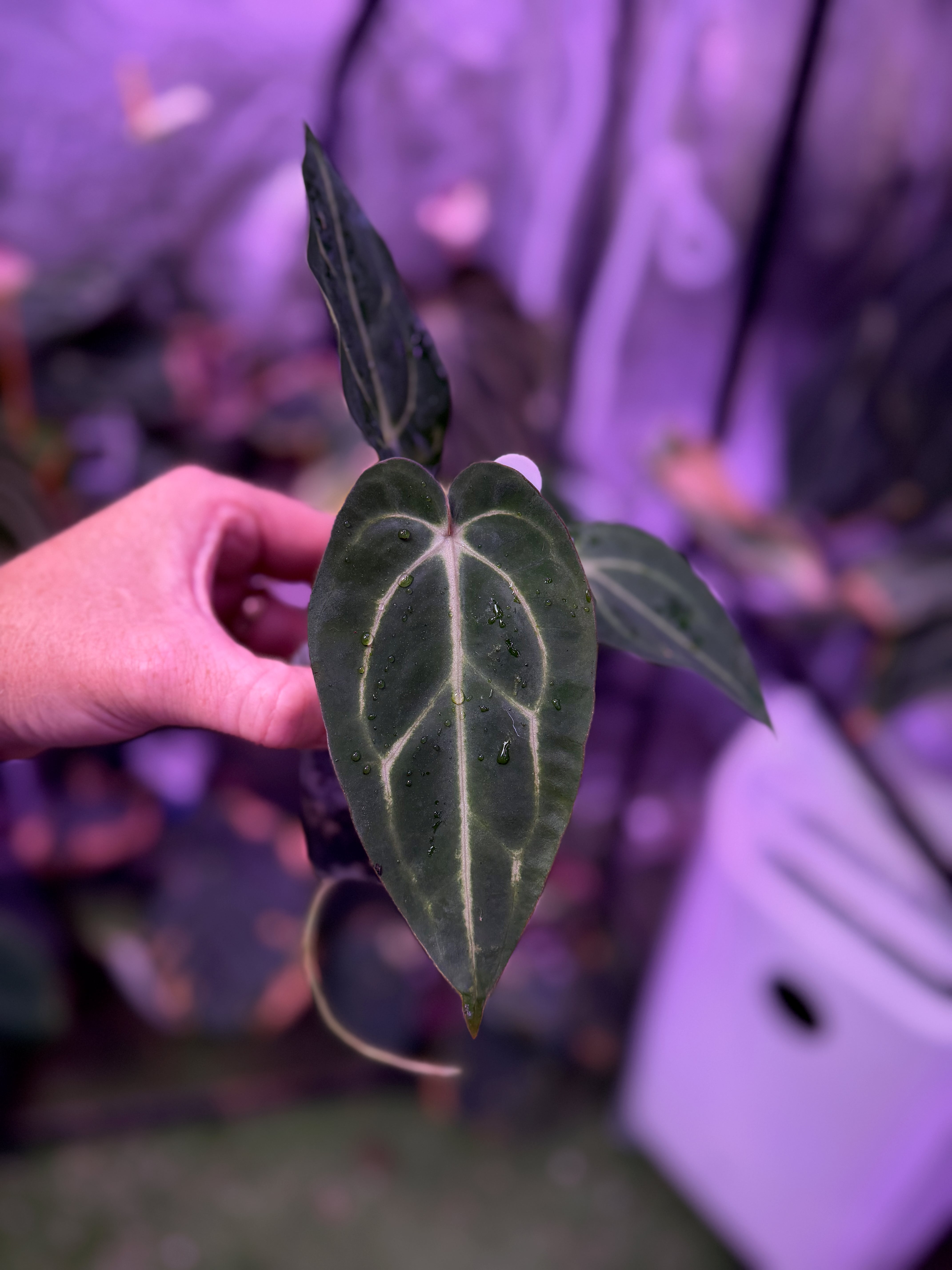 Anthurium carlablackiae “GPH001 x self” X “RA5x10” 04