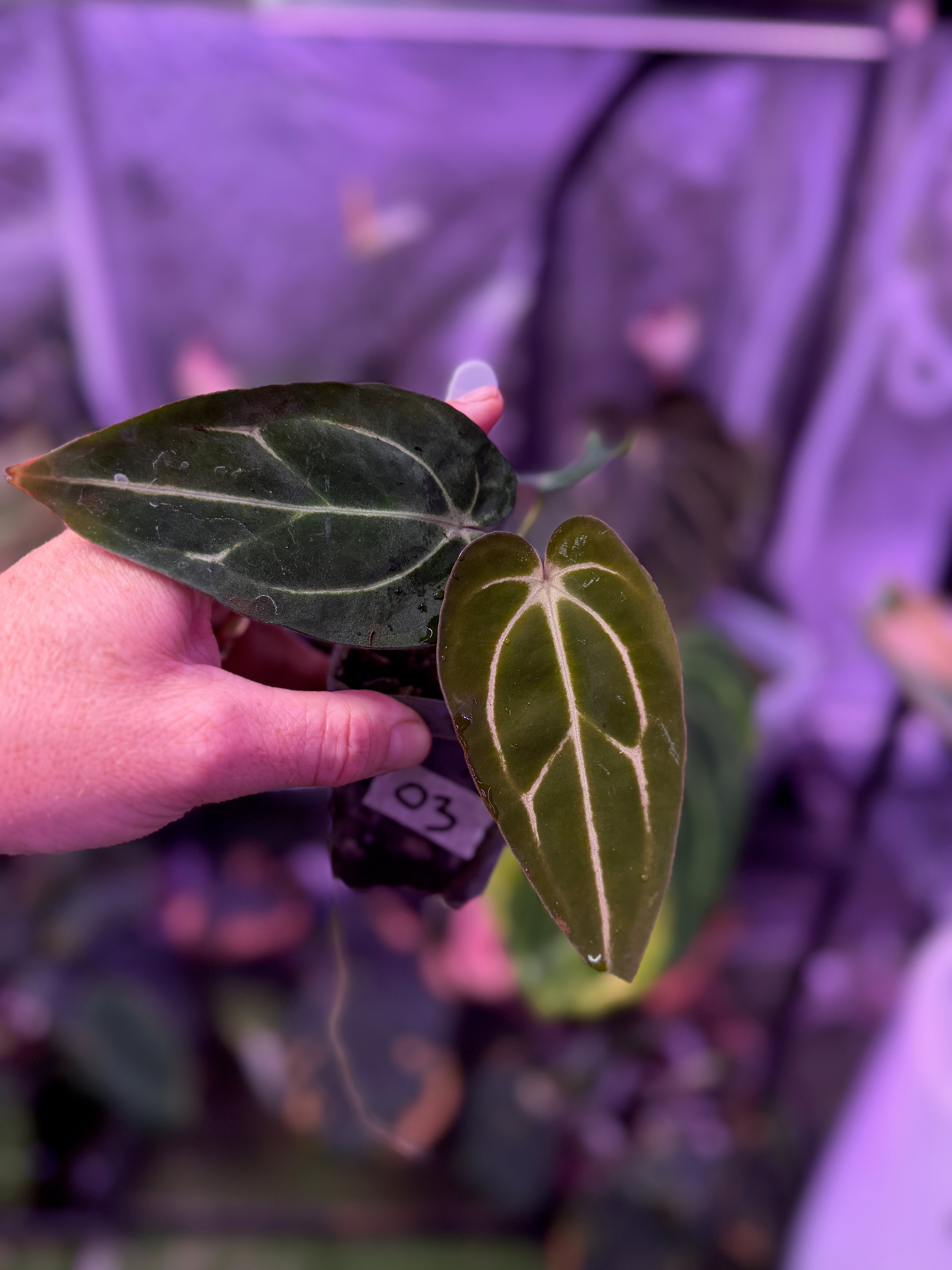 Anthurium carlablackiae “GPH001 x self” X “RA5x10” 03