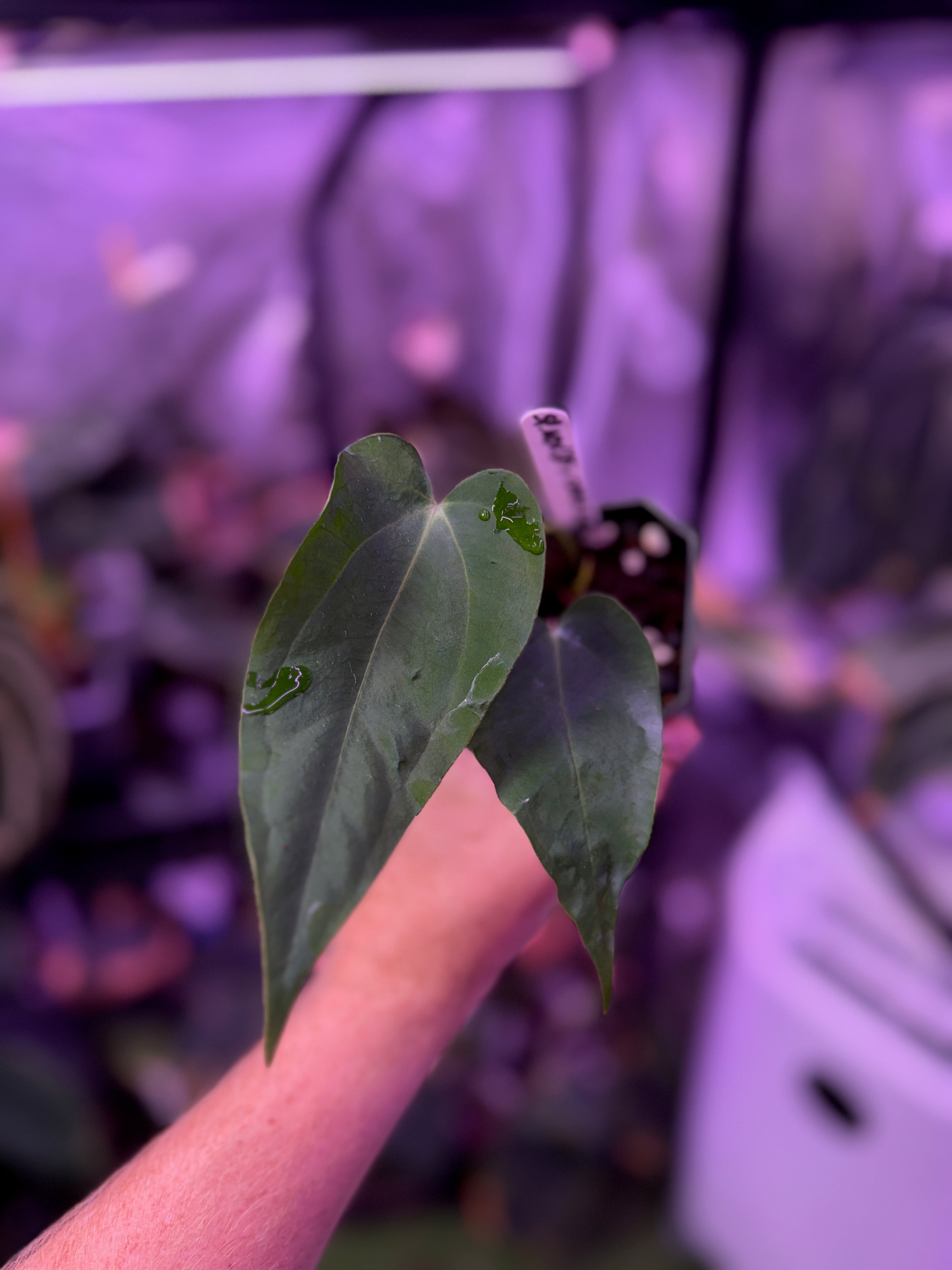 Anthurium sp. nov. DF x carlablackiae "RA5x10" 01