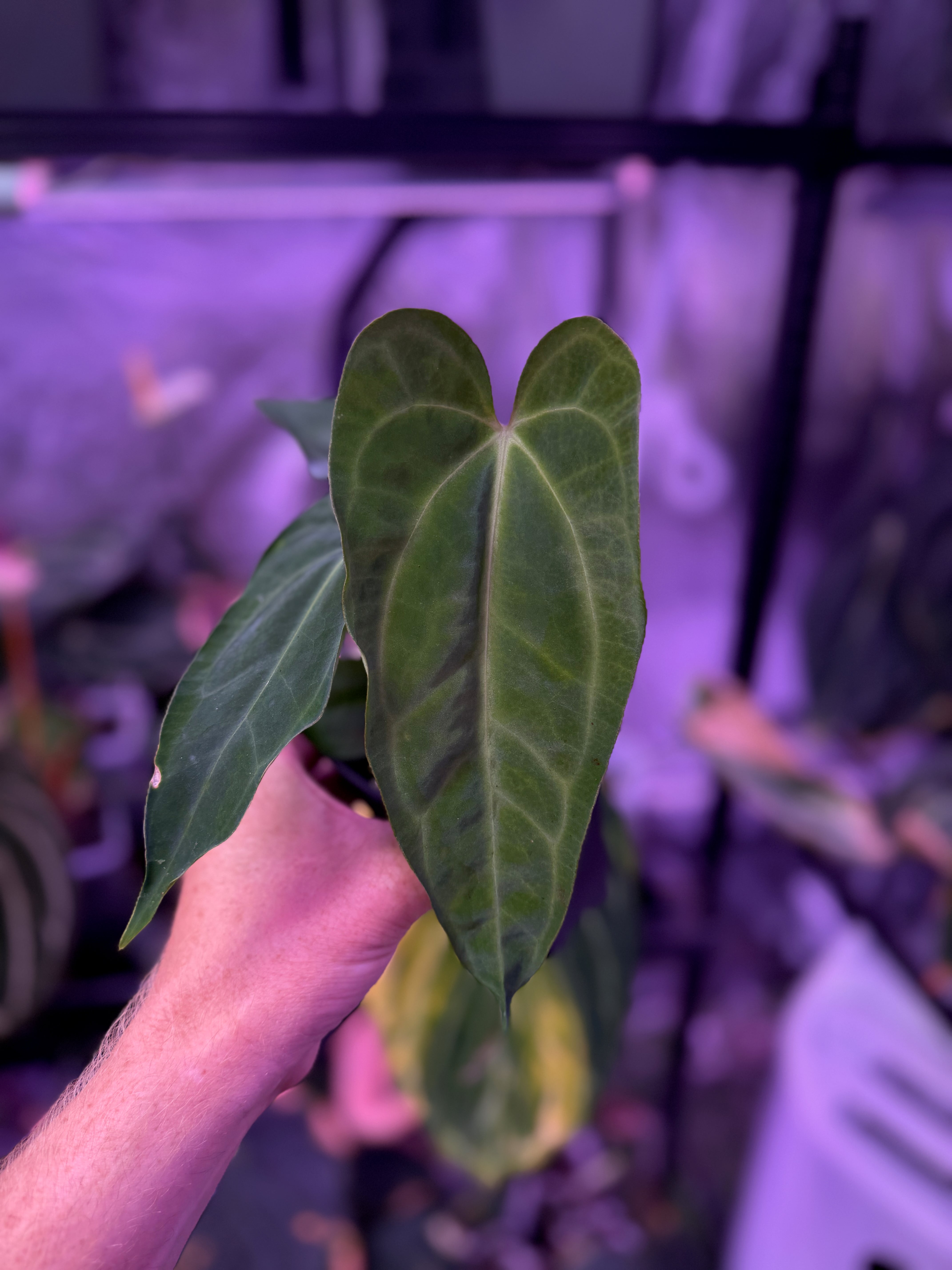 Anthurium sp. nov. DF x carlablackiae "RA5x10" 02