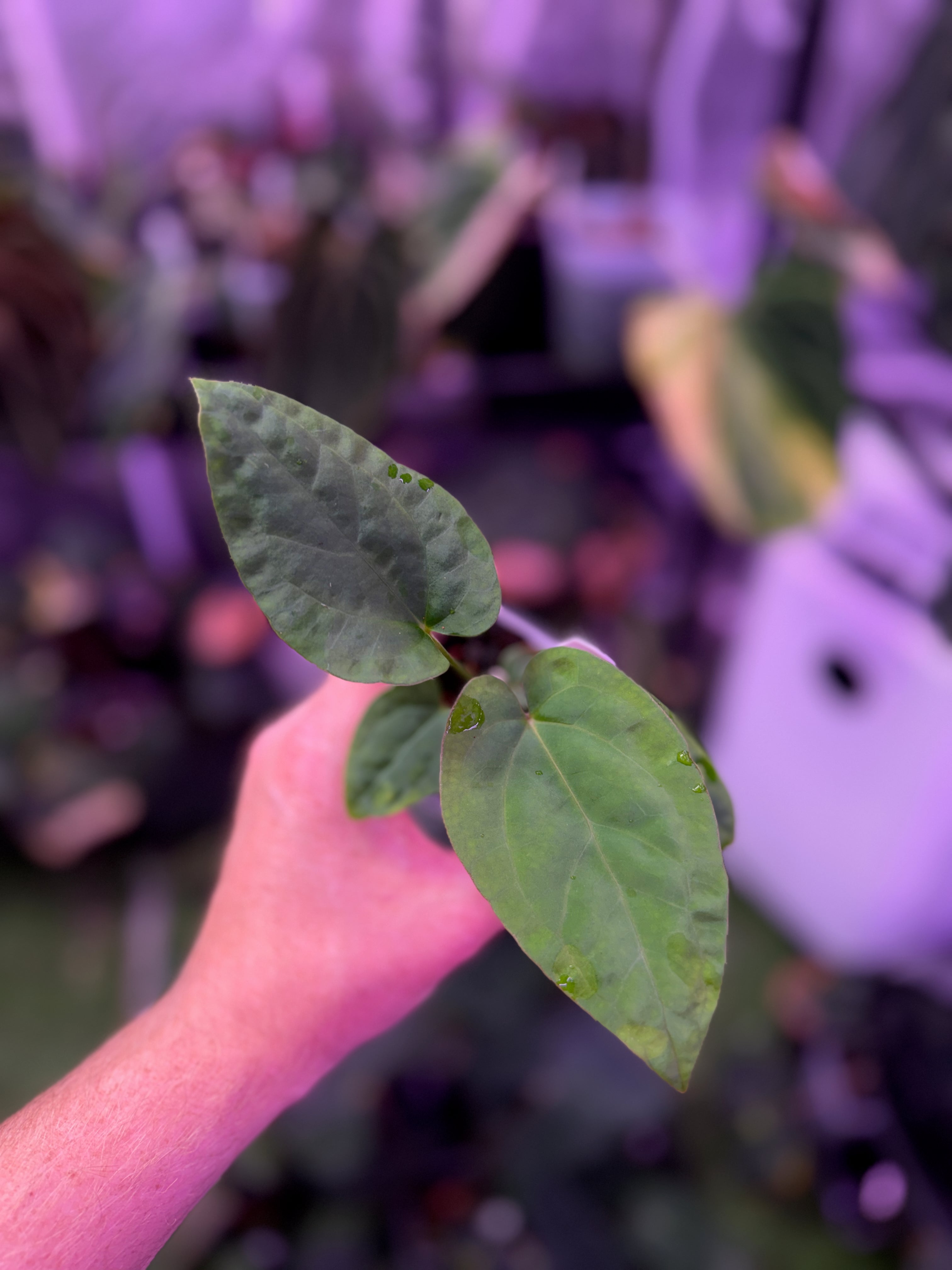 Anthurium "Udaka" x kunaylense RA2 A