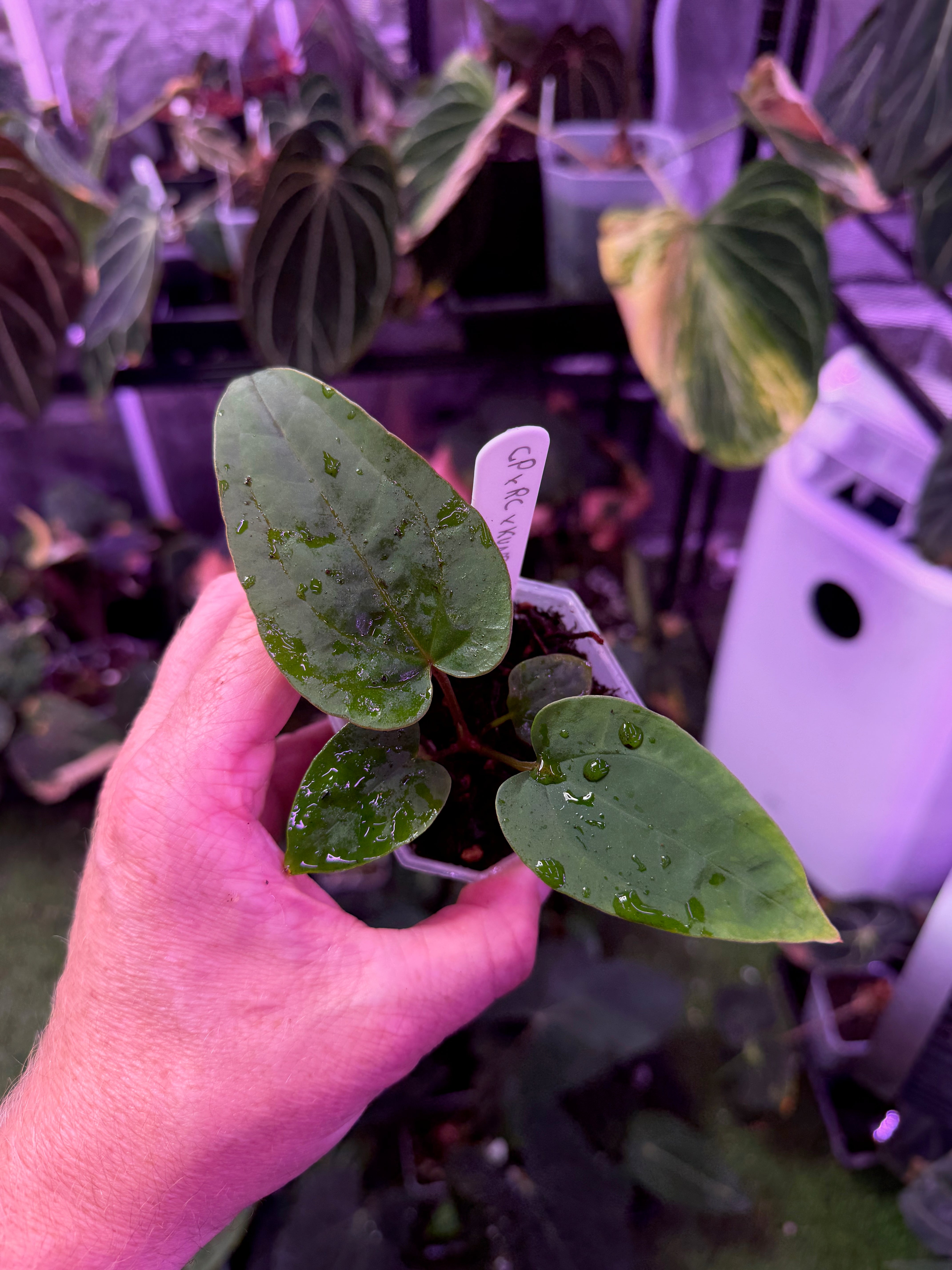 Anthurium "Udaka" x kunaylense RA2 B