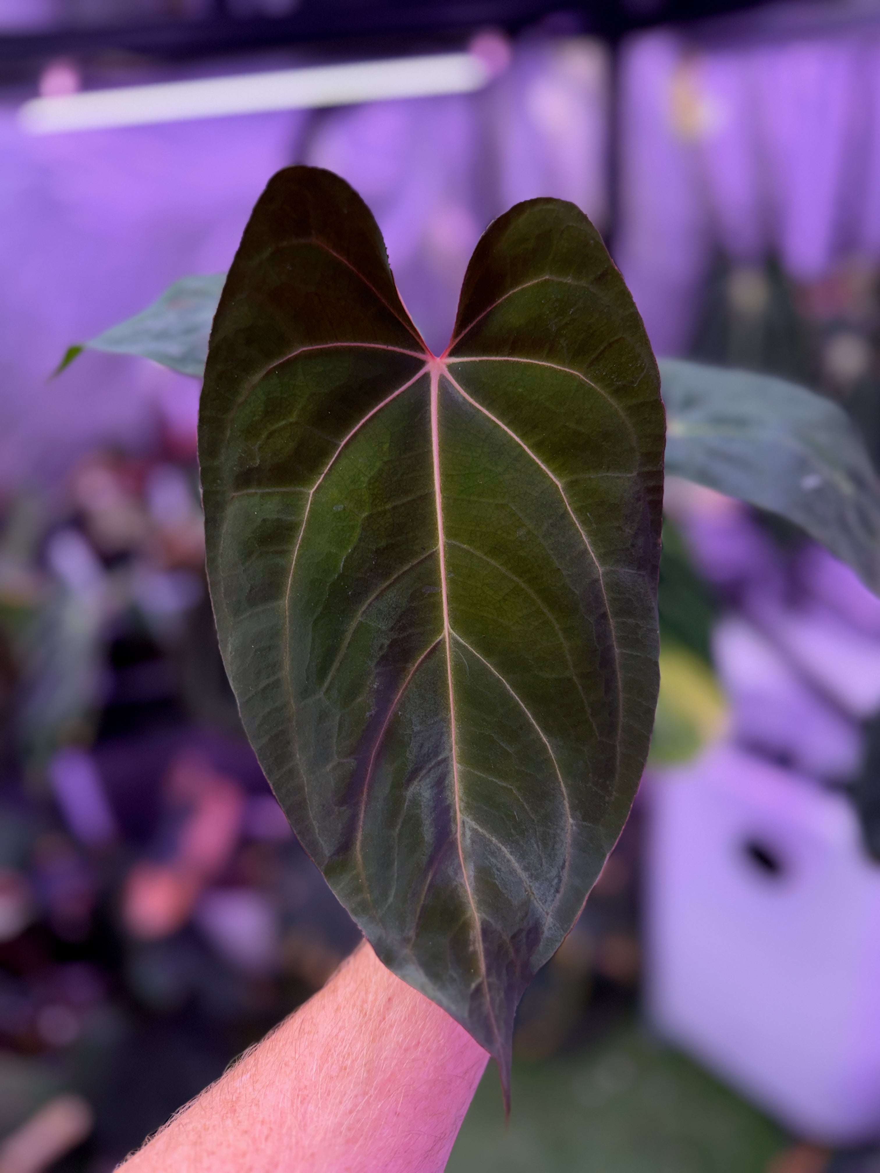 Anthurium carlablackiae OG1 x ? - A