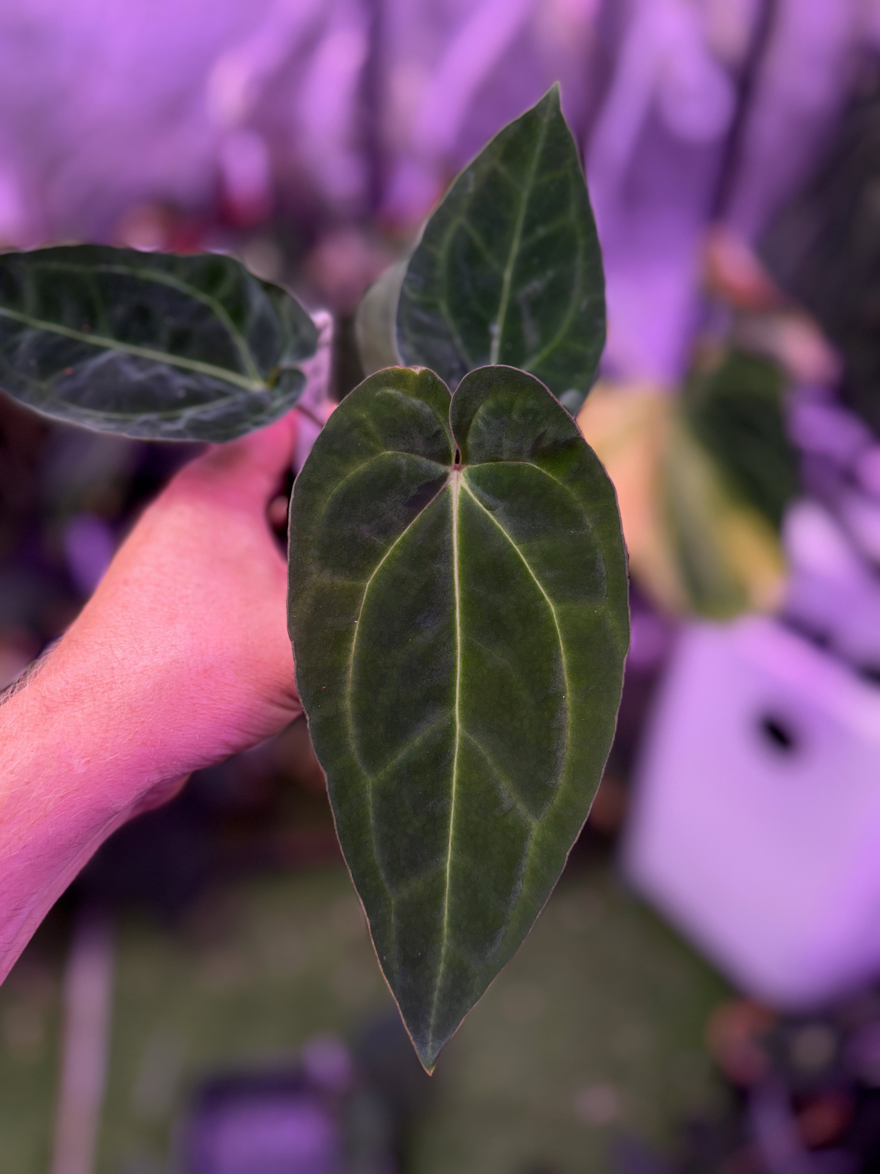 Pap "X" x (dressleri x carlablackiae) - non variegated A