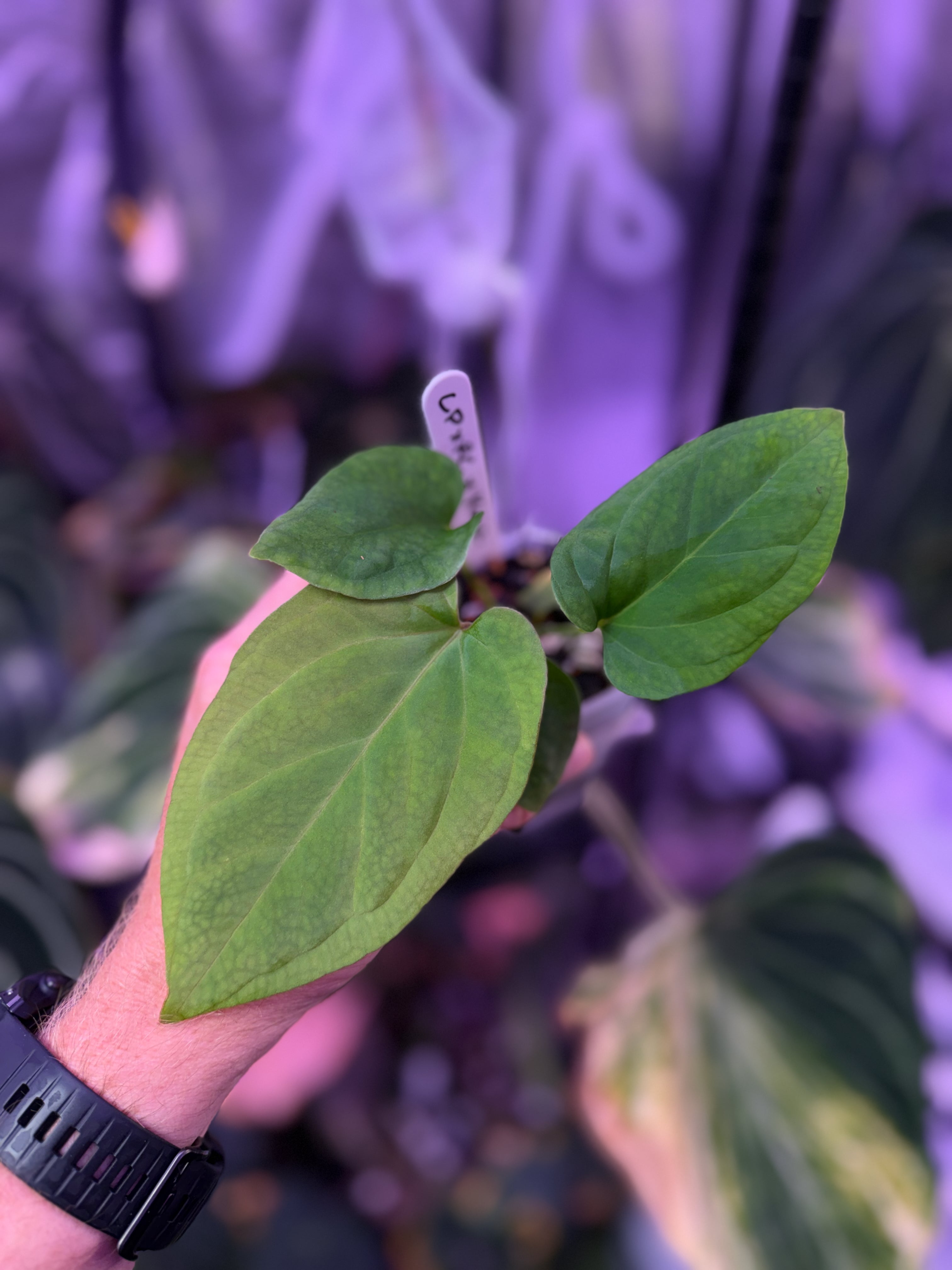 Anthurium "Udaka" x kunaylense RA2 AA