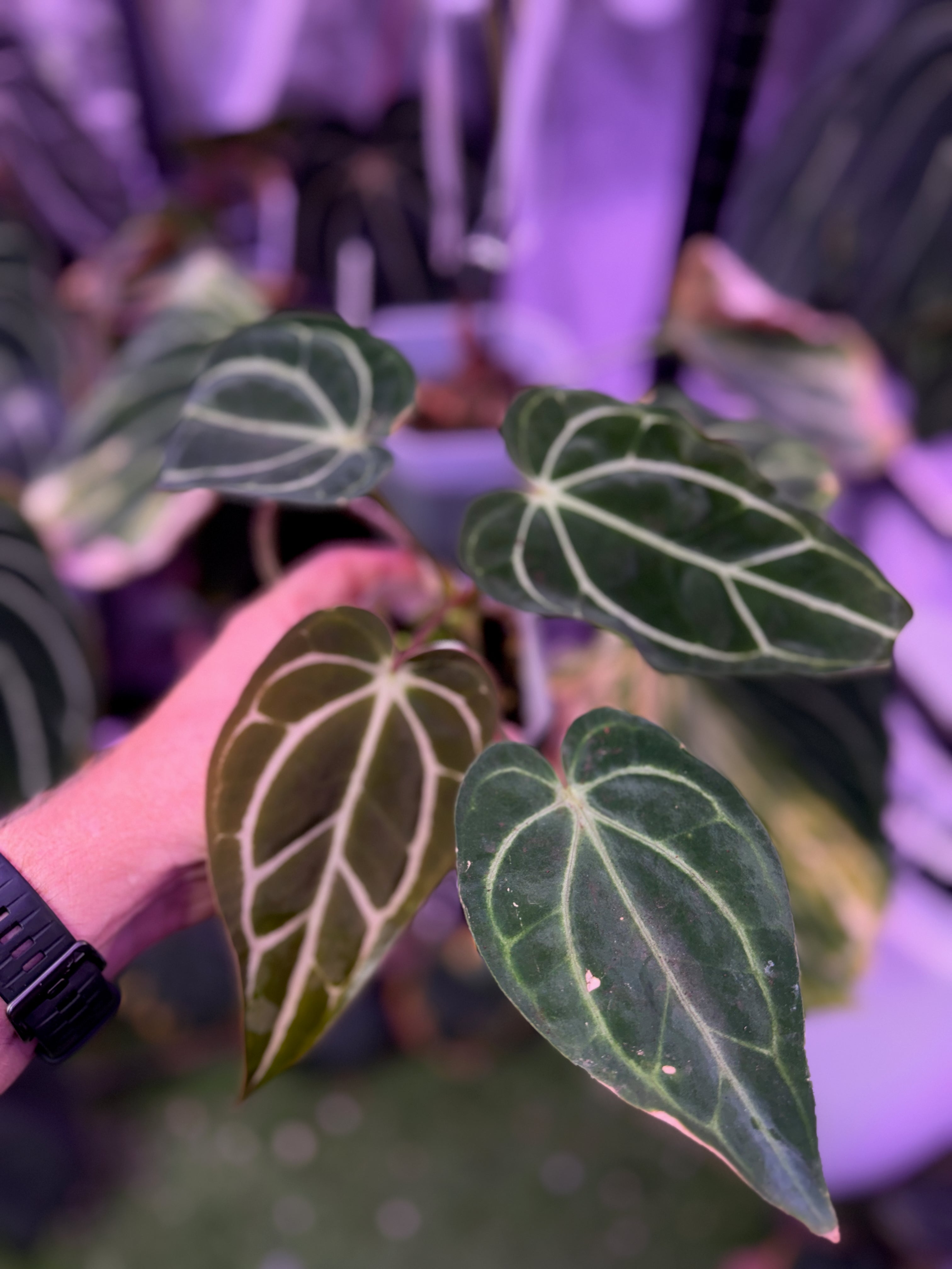 Anthurium carlablackiae RA5x10 X PM1 AA