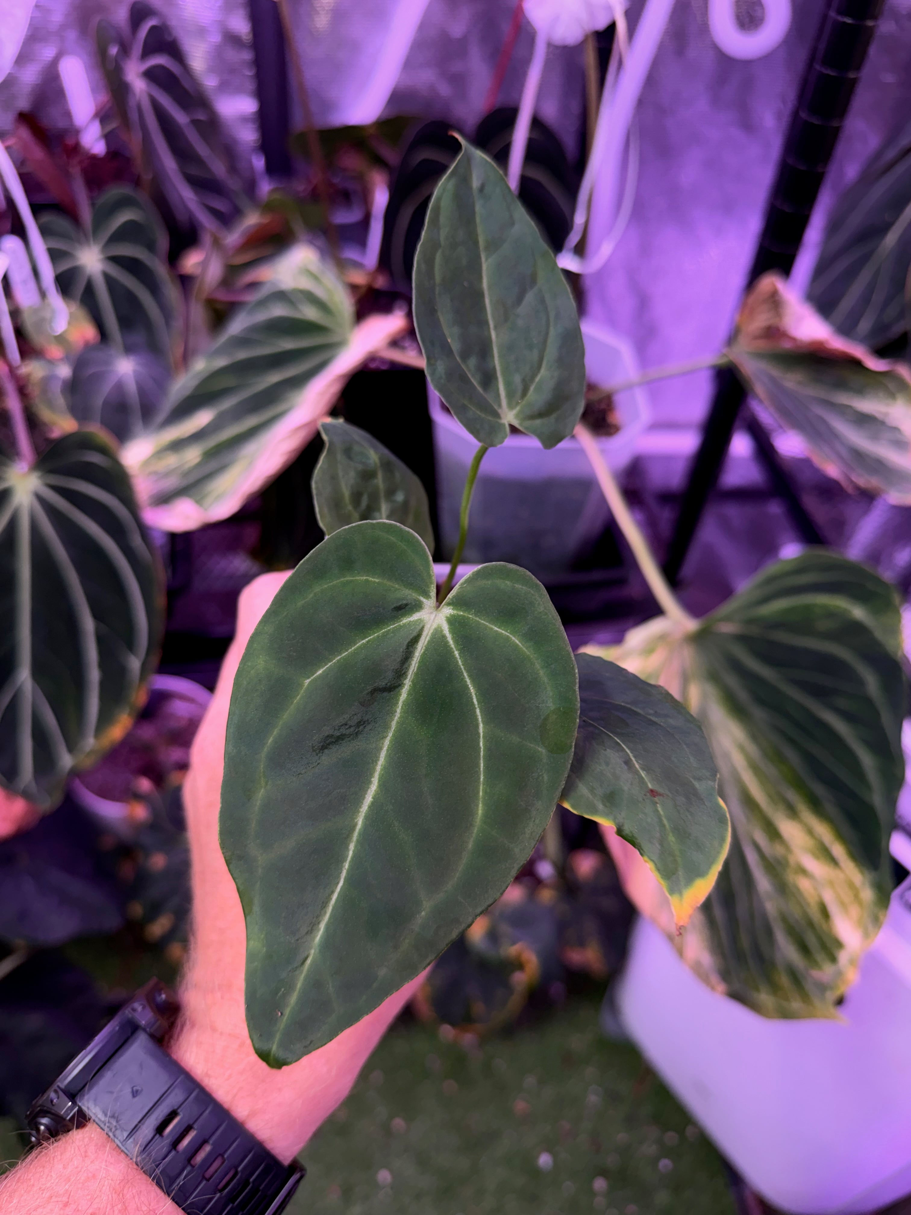 Anthurium "Tim Anderson Stripey" X "Araña" AA