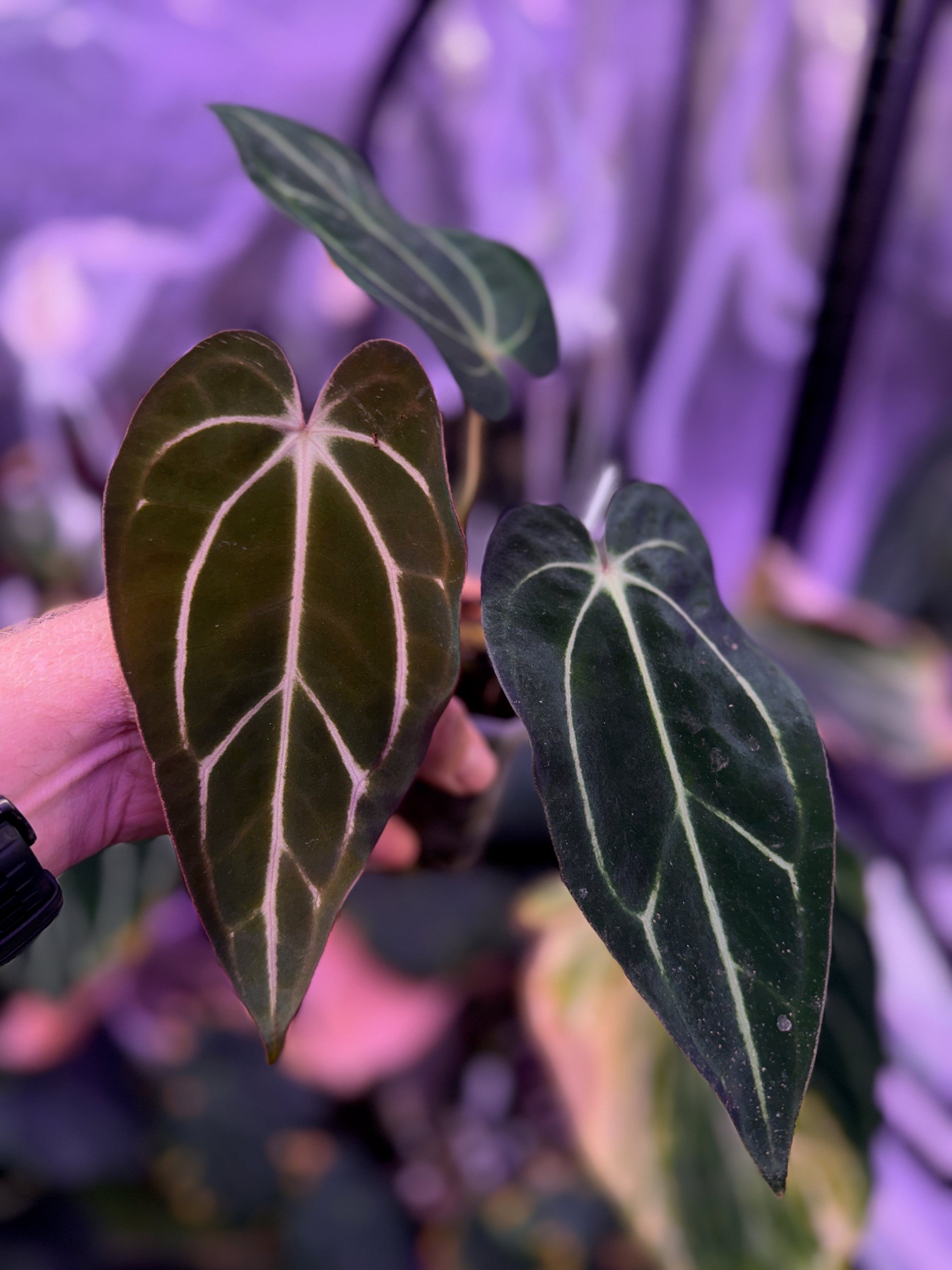 Anthurium carlablackiae “GPH001 x self” X “RA5x10” AA