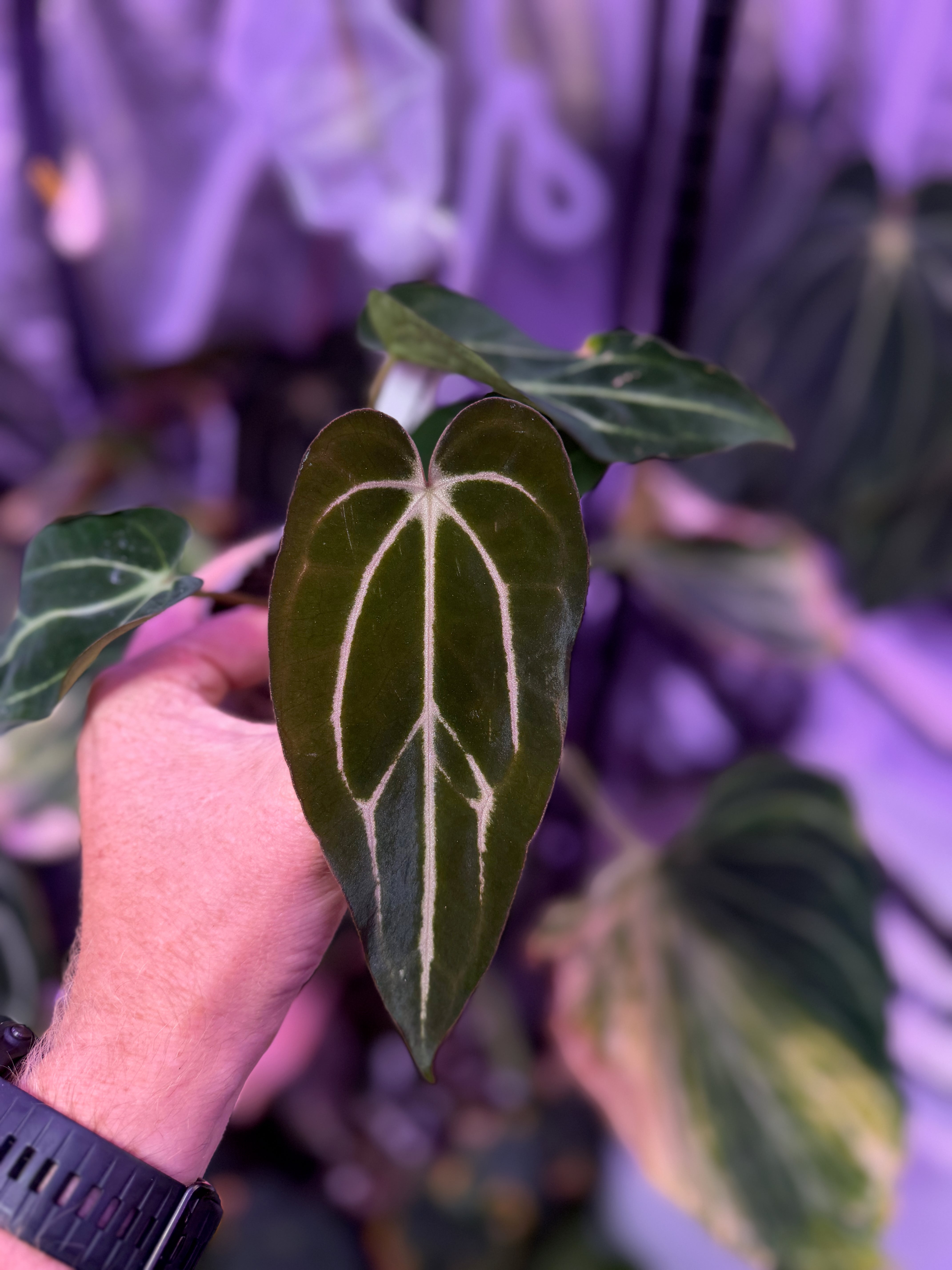 Anthurium carlablackiae “GPH001 x self” X “RA5x10” AB