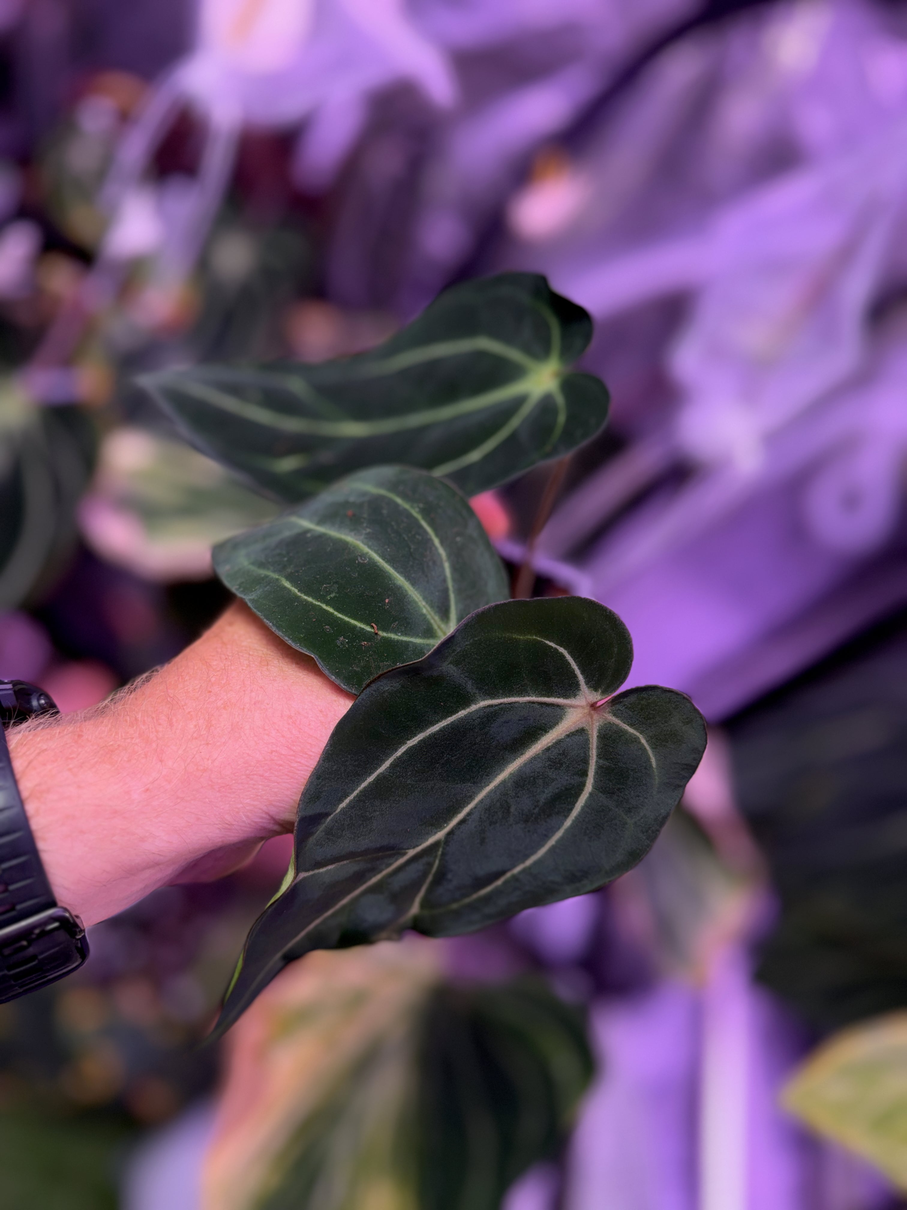 Anthurium carlablackiae RA ‘Pia’ X ‘Round x GPH001’ AA