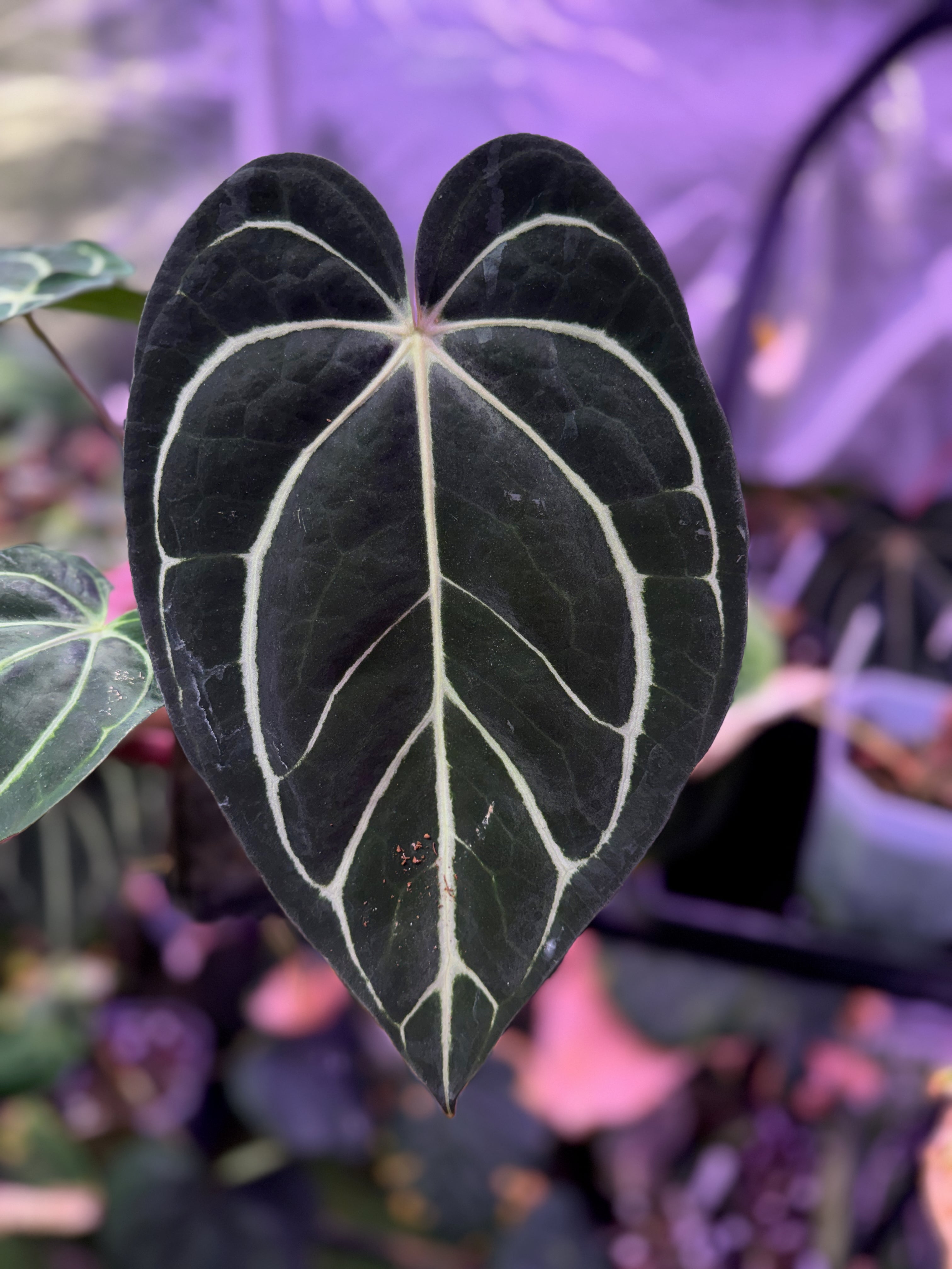 Anthurium carlablackie "RA4x1" x "OG1" Mature -AA