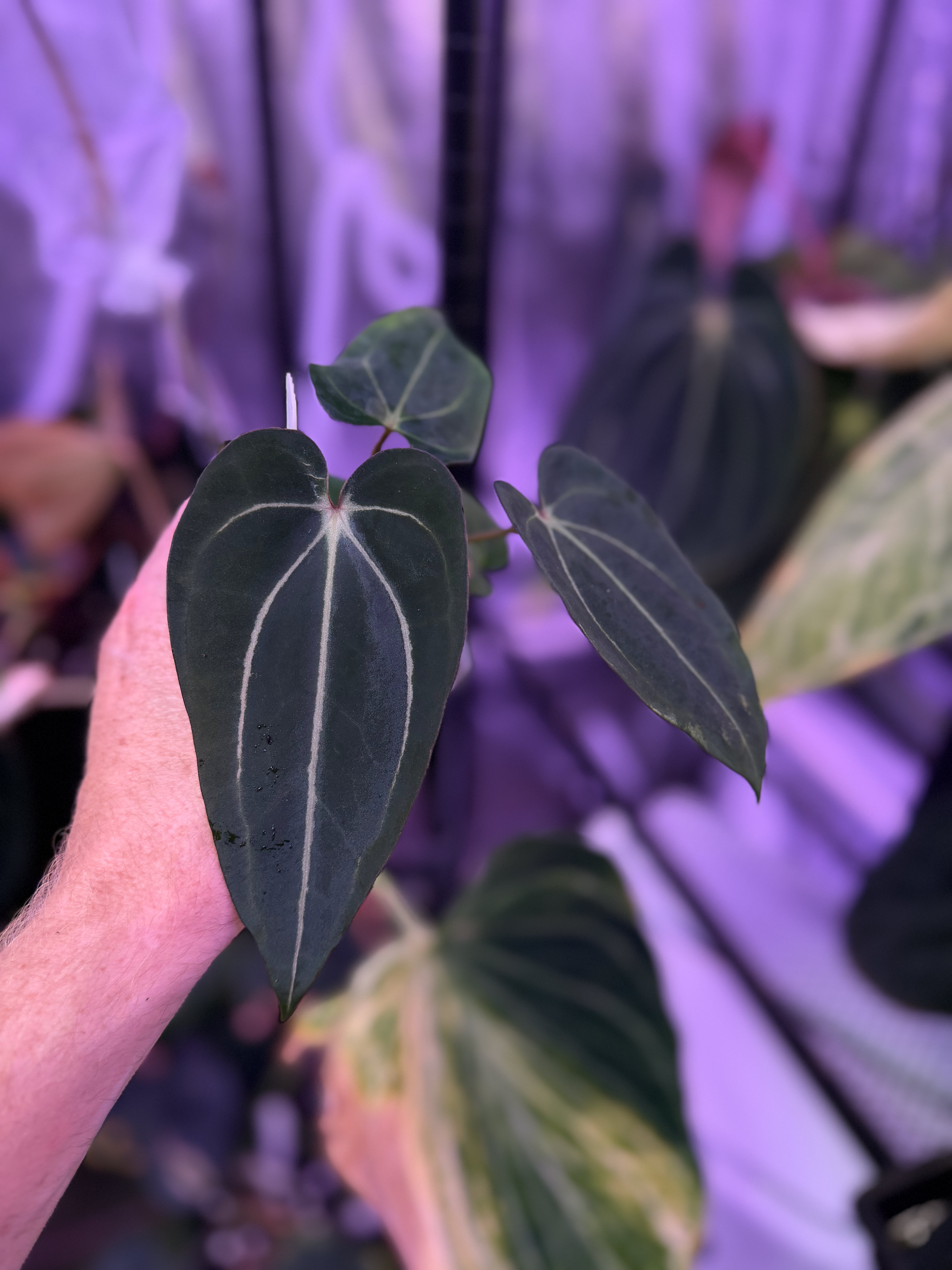 Anthurium carlablackiae "OG3" x "Buz 1"