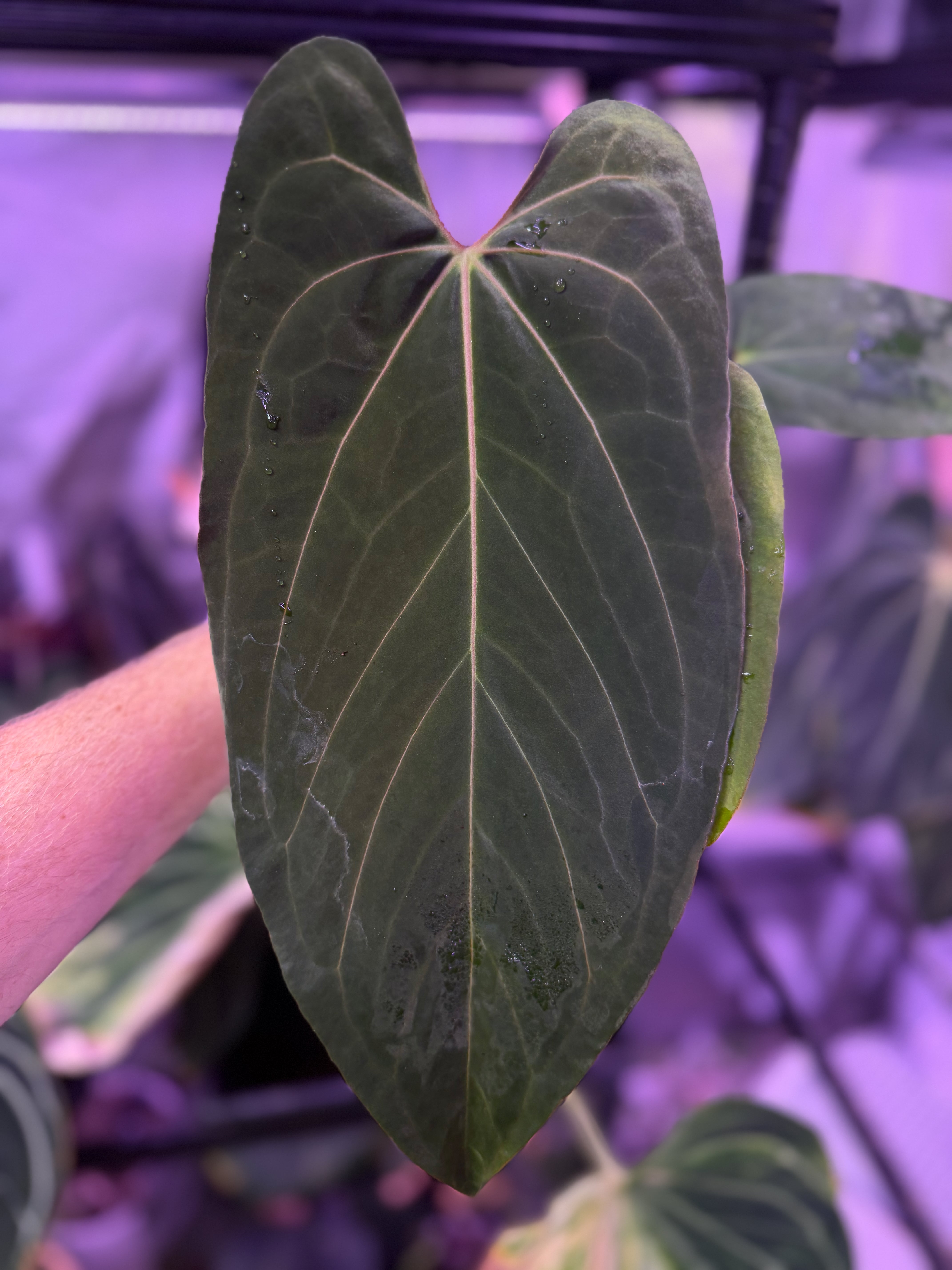 Anthurium (carlablackie x papillilaminum "Fort Sherman") x papillilaminum "Fort Sherman"