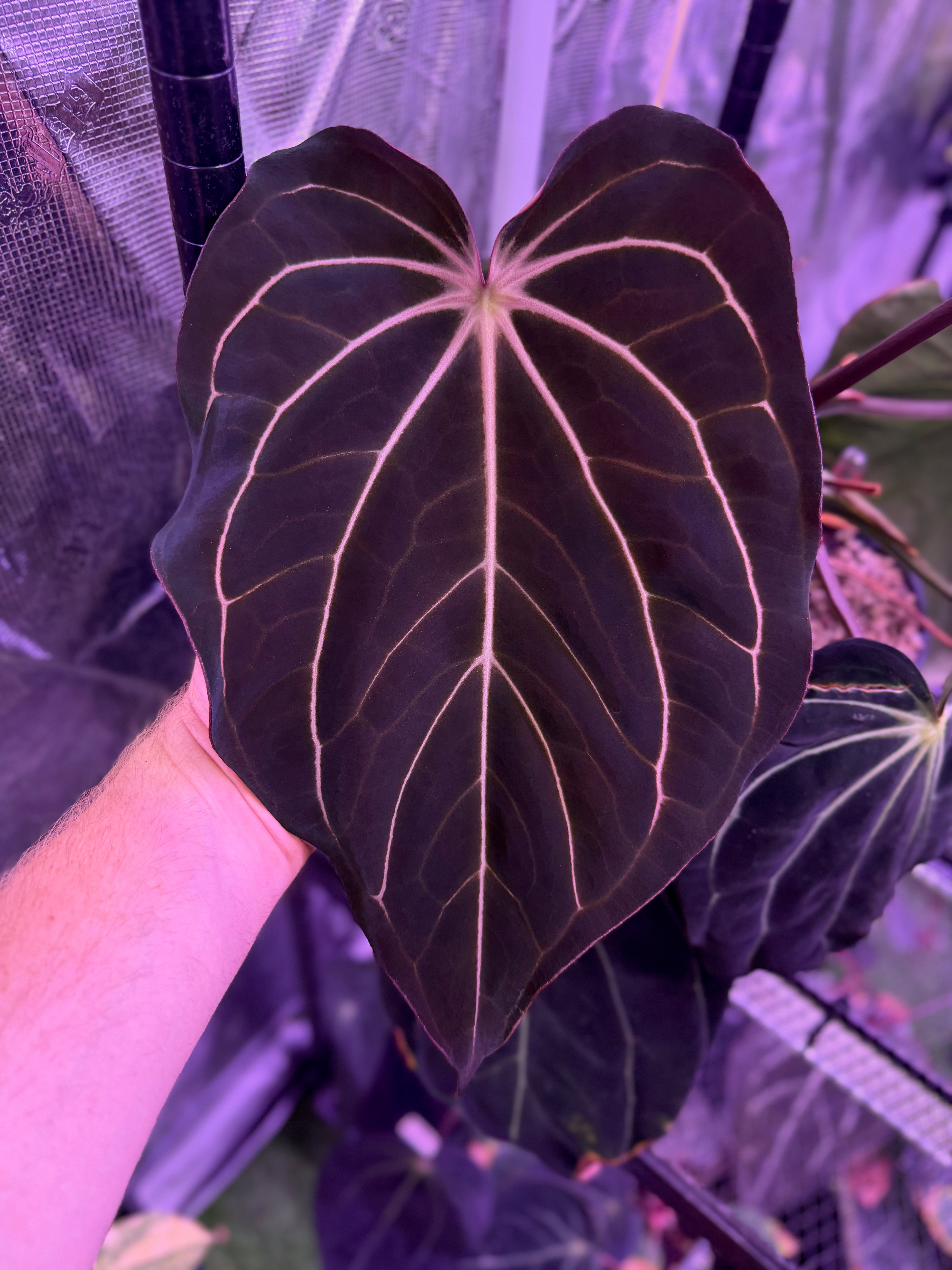 Anthurium carlablackiae Buz 1 X RA5x10