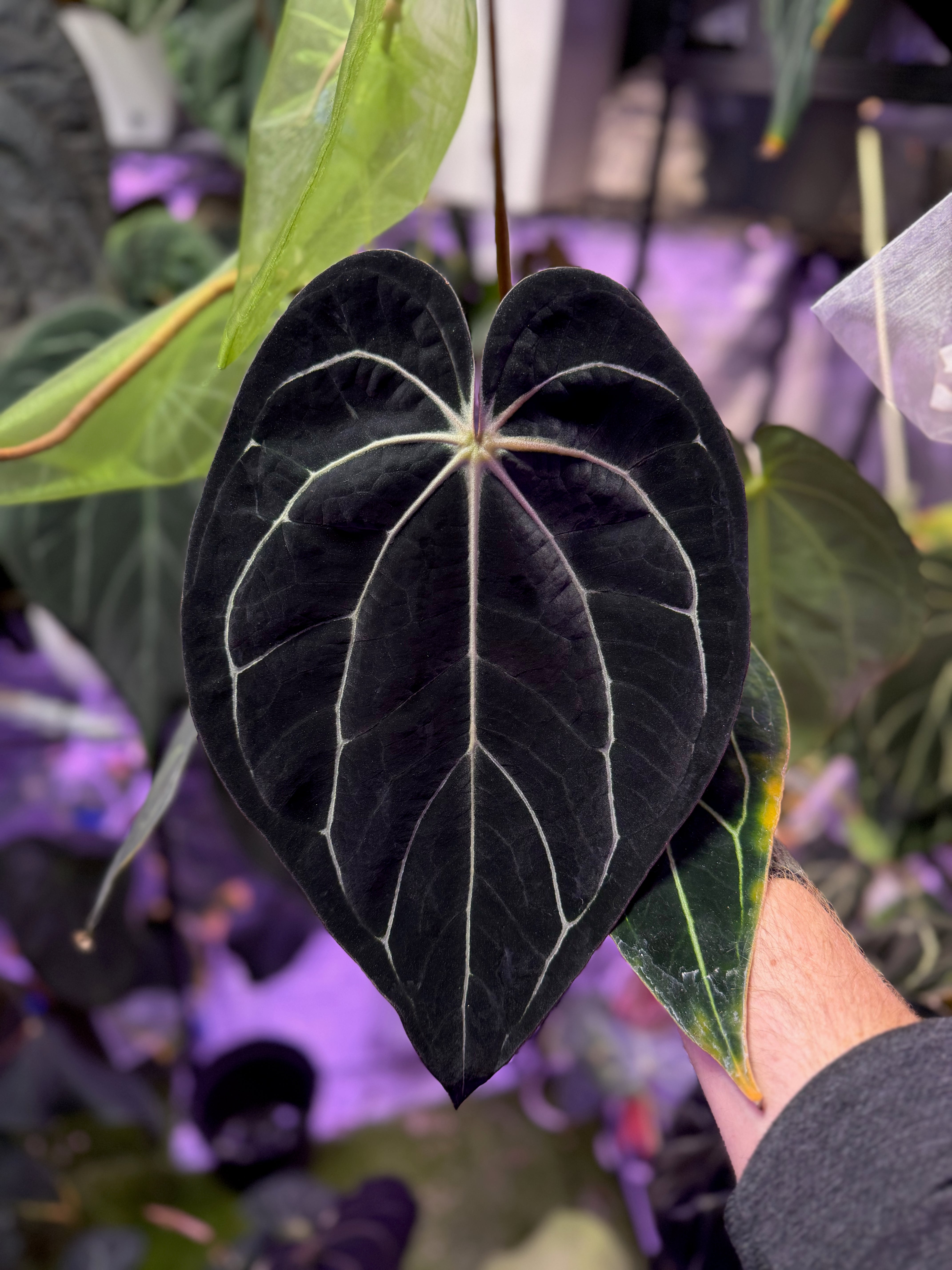 Anthurium carlablackie 'Round xGPH001' X Black Widow x Michelle 04