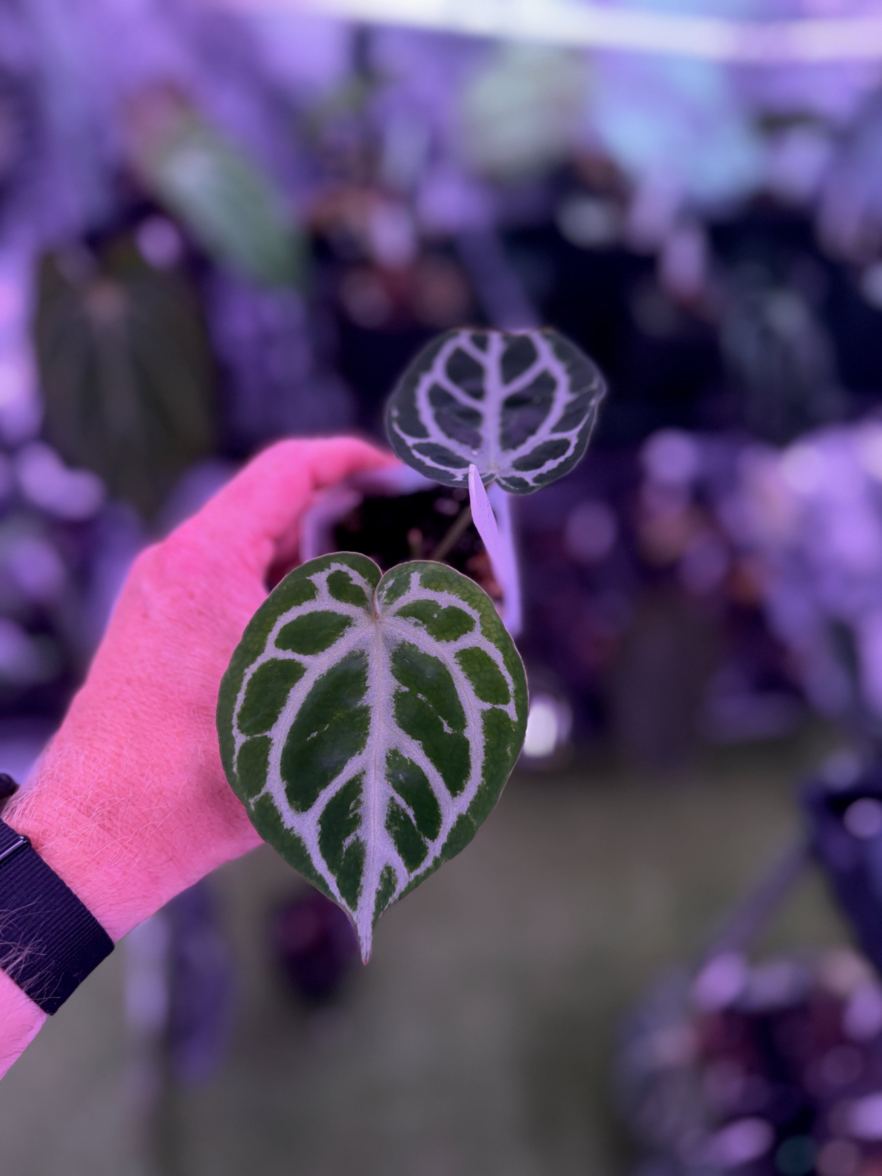 アデニウム Anthurium dorayaki 