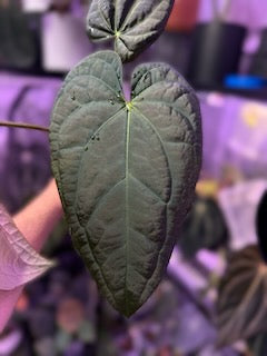 Anthurium Shaman's Apprentice x carlablackiae "District"