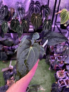 Anthurium (carlablackiae x luxurians) X (dressleri x carlablackiae) 2